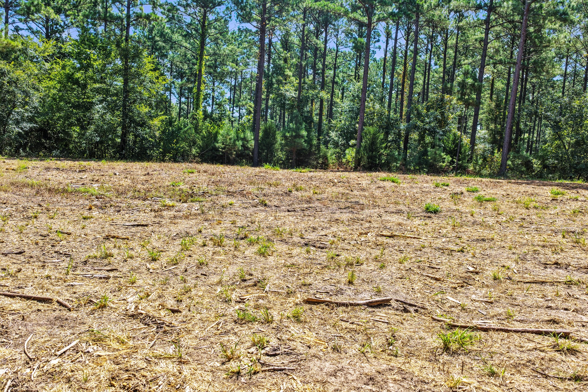 Lot 1 County Road 1240