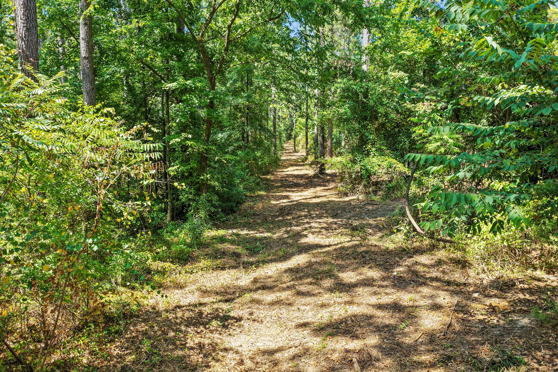 Lot 1 County Road 1240