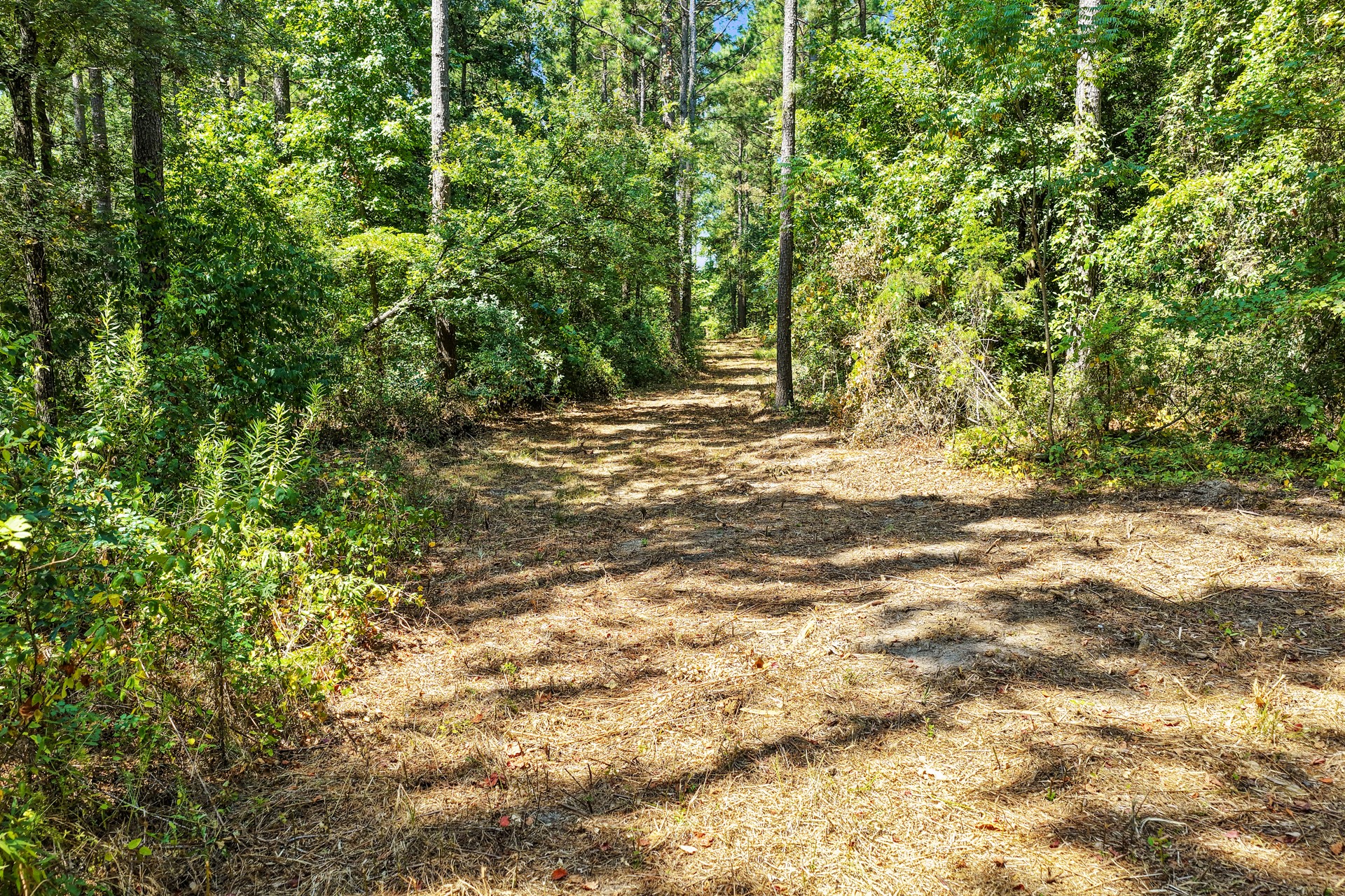 Lot 1 County Road 1240