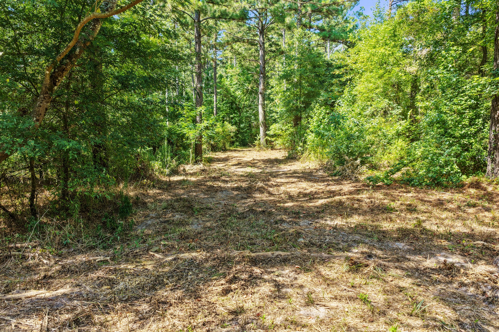 Lot 1 County Road 1240