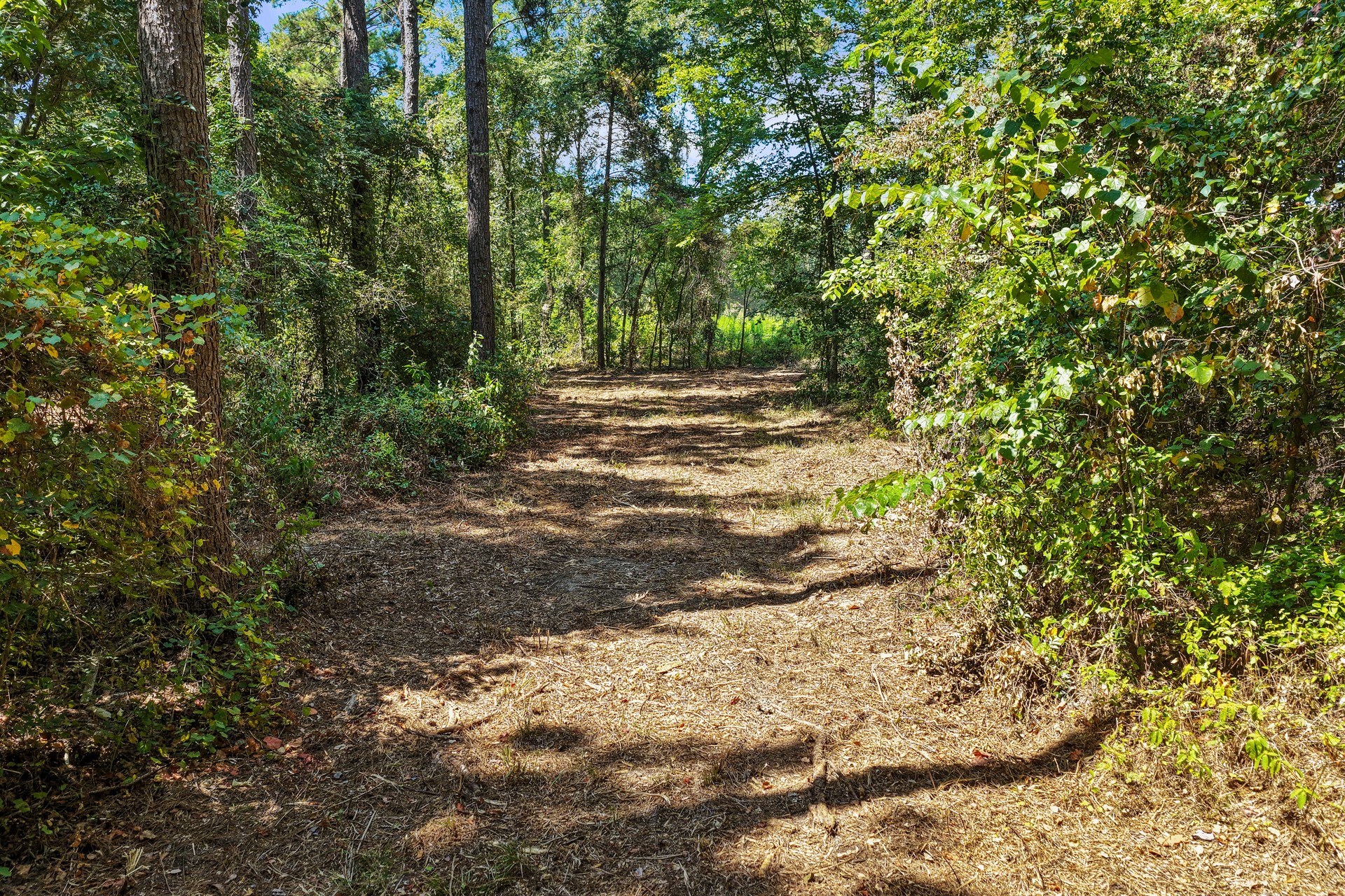 Lot 1 County Road 1240