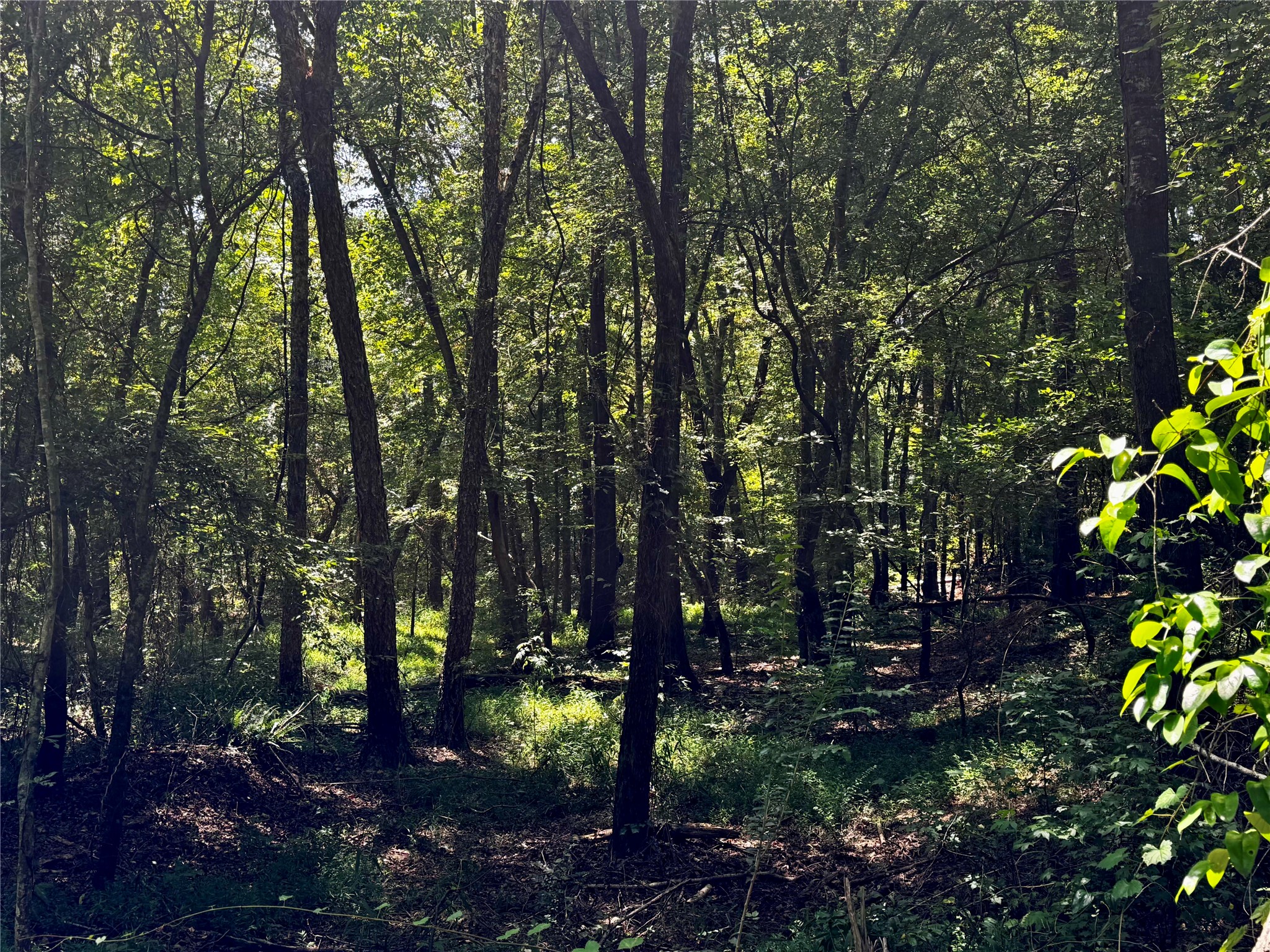 Lot 2 County Road 1240
