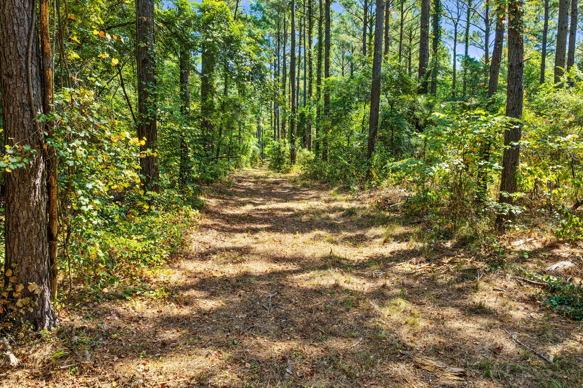 Lot 2 County Road 1240
