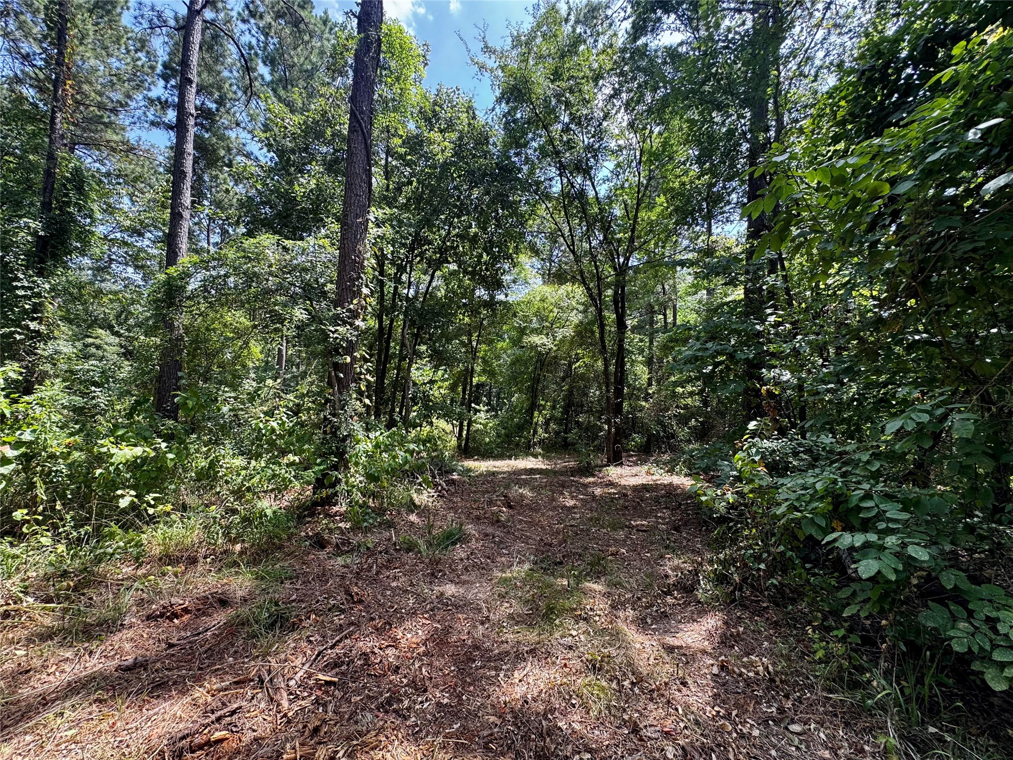 Lot 2 County Road 1240