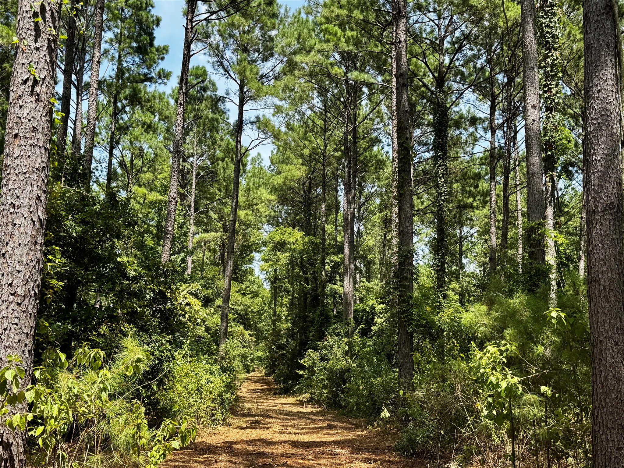 Lot 2 County Road 1240