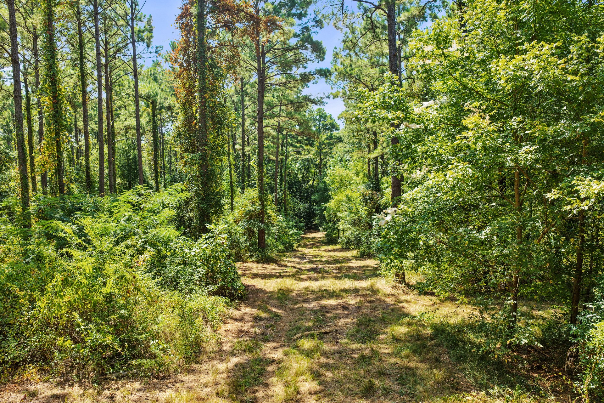 Lot 2 County Road 1240
