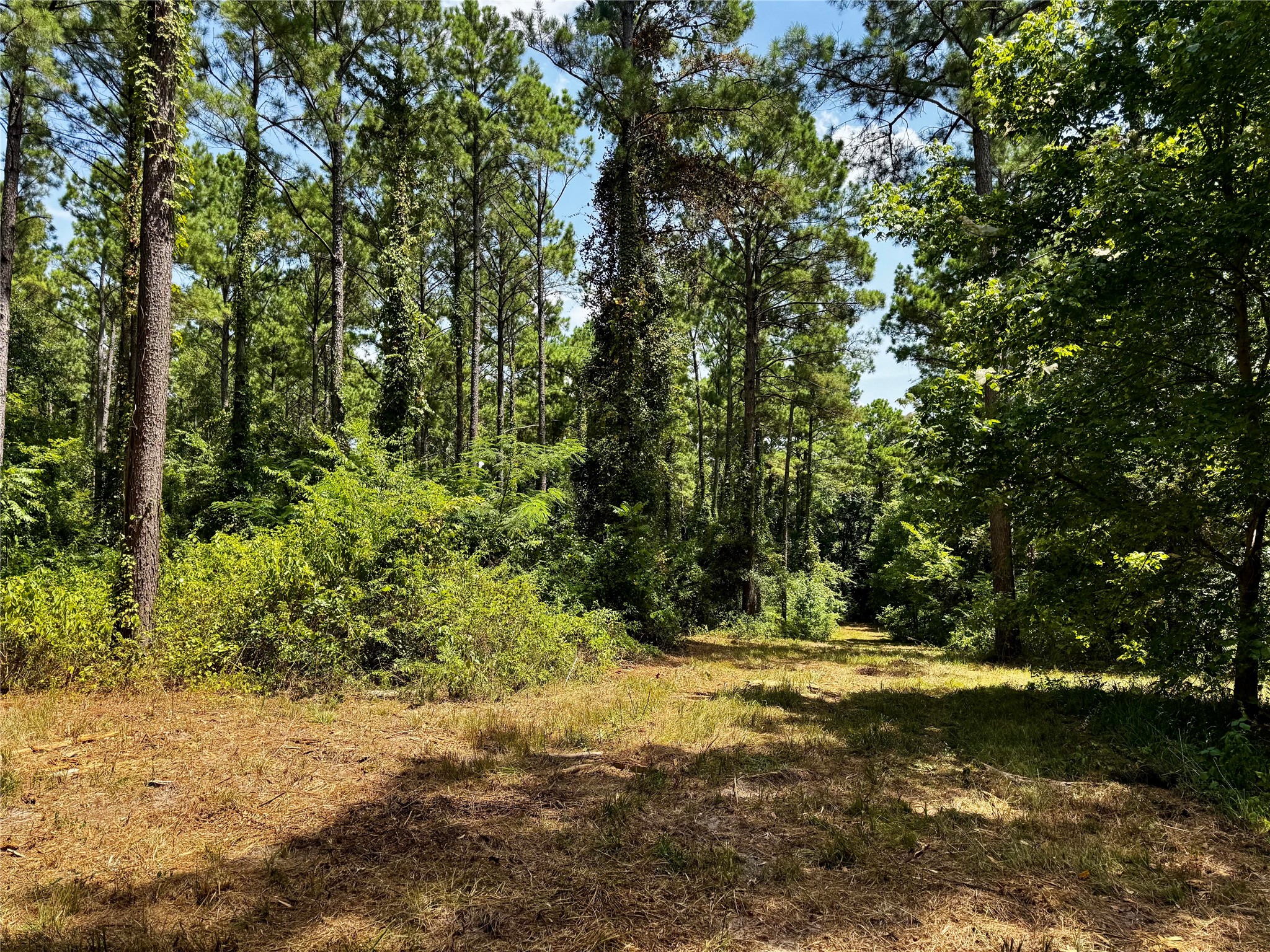 Lot 2 County Road 1240
