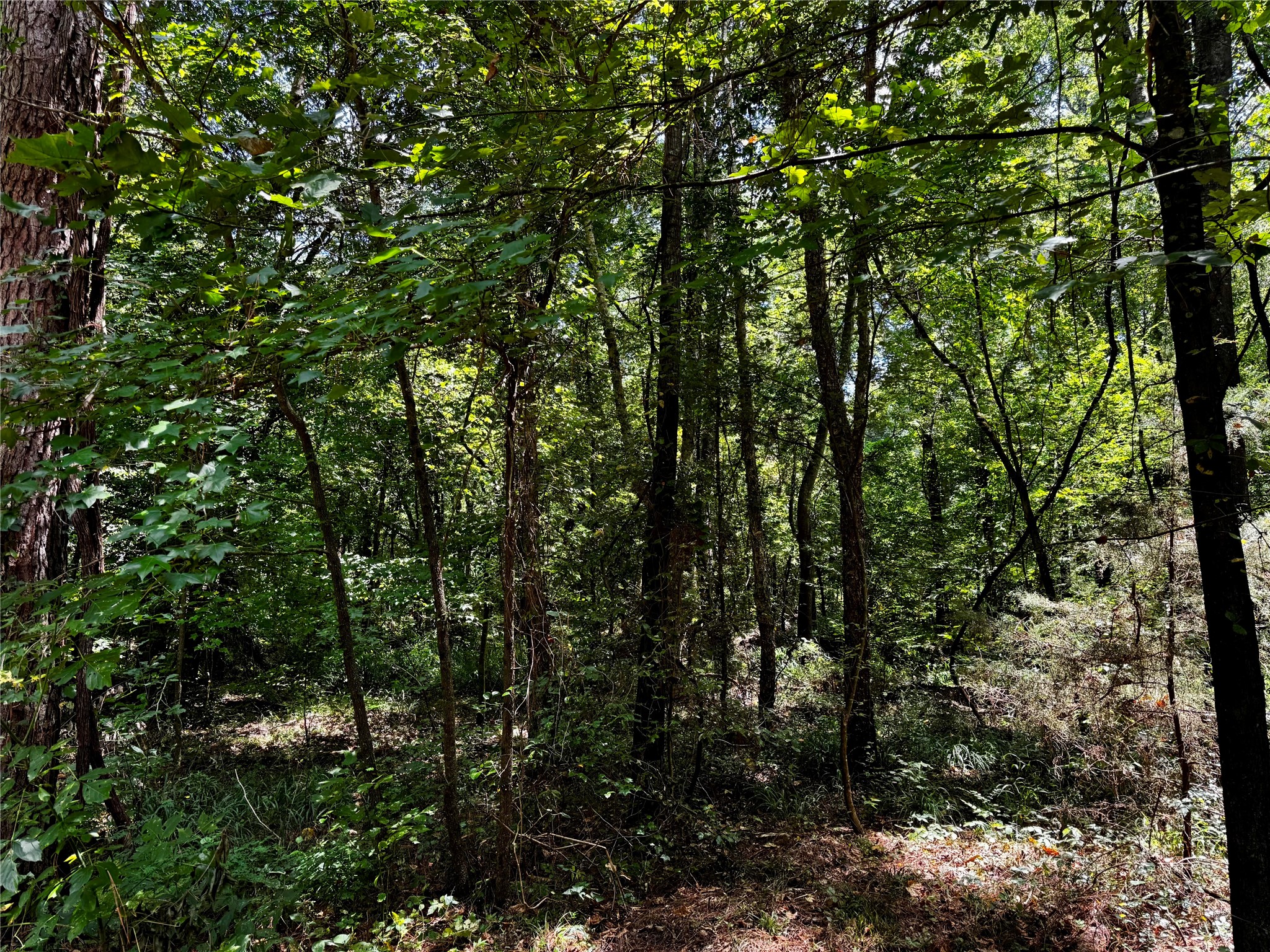 Lot 2 County Road 1240