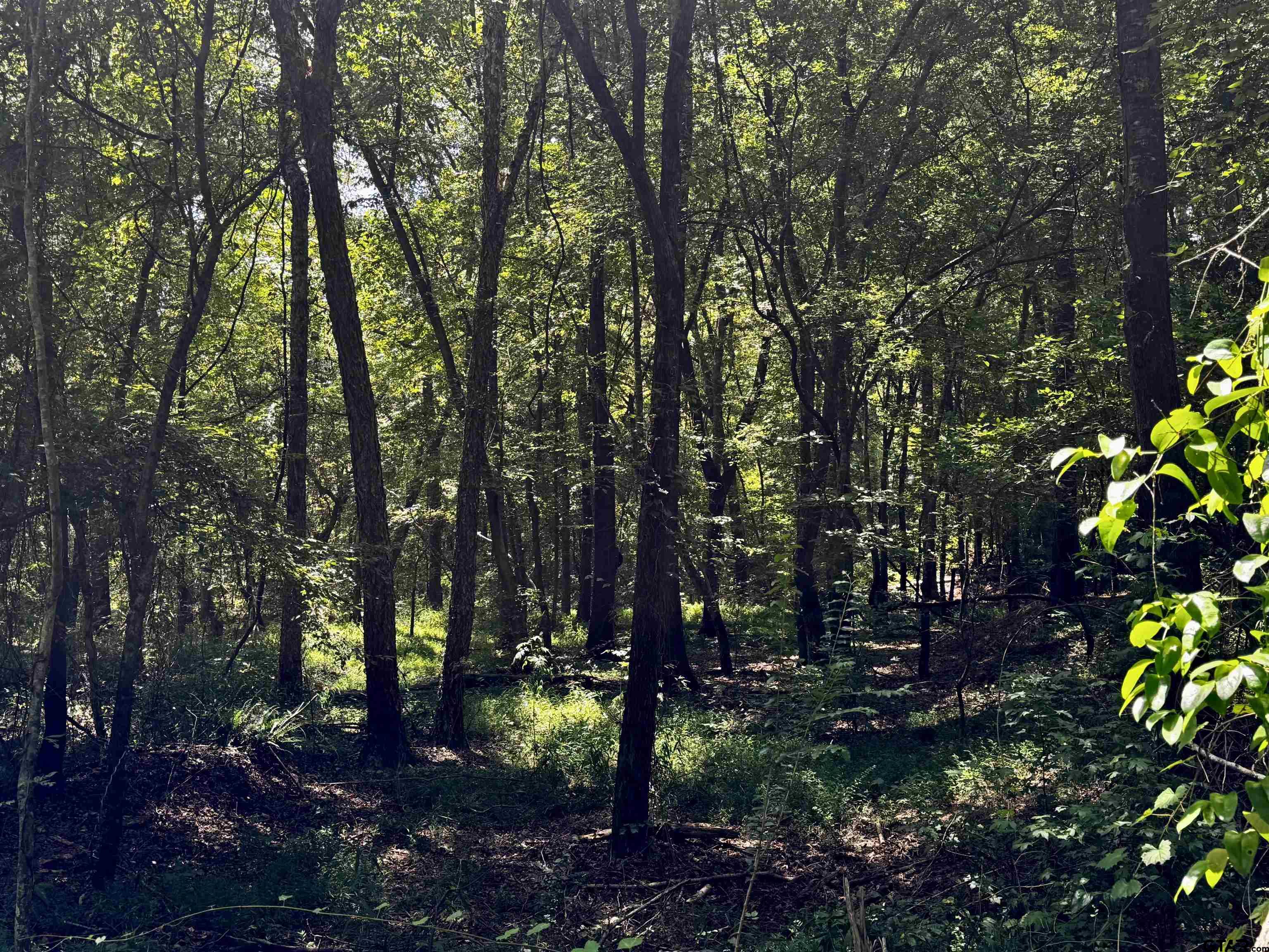 Lot 2 County Road 1240