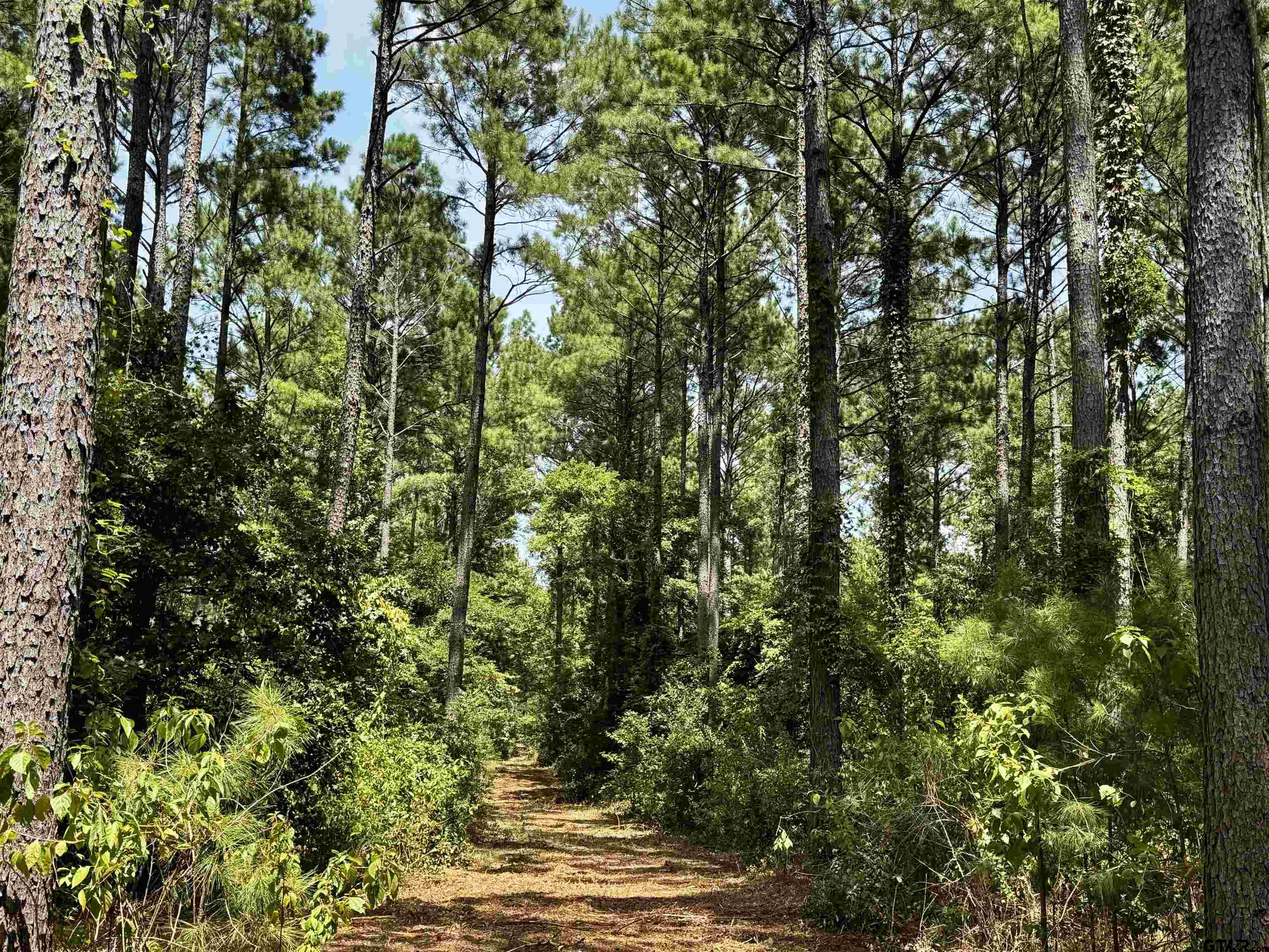 Lot 2 County Road 1240