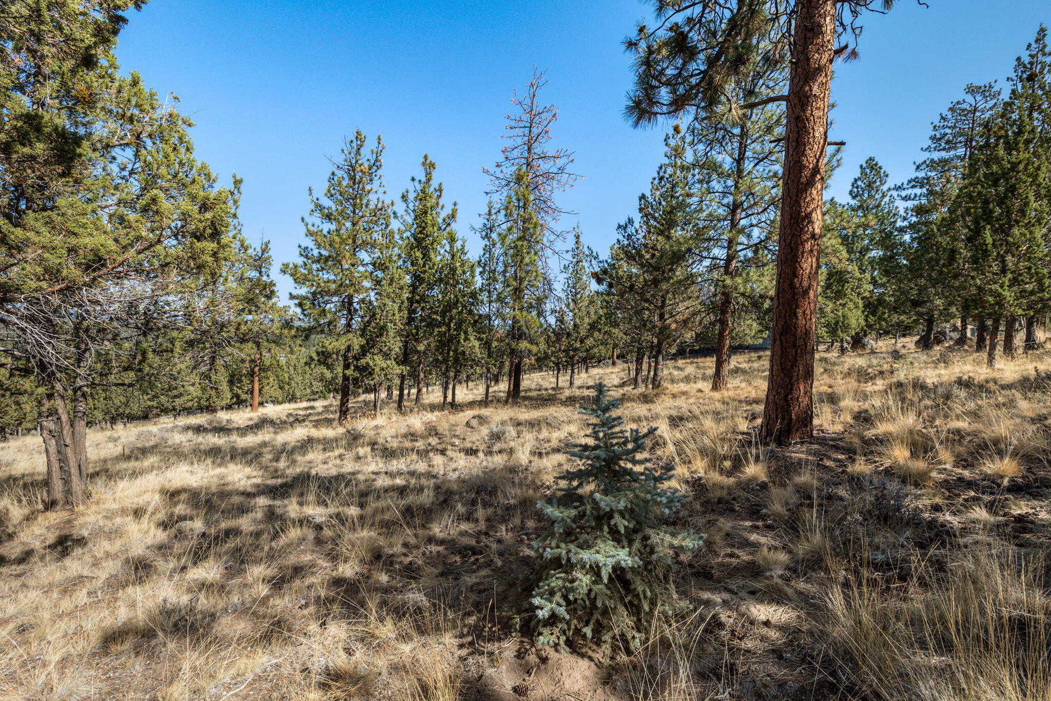 3611 NW Falcon Ridge