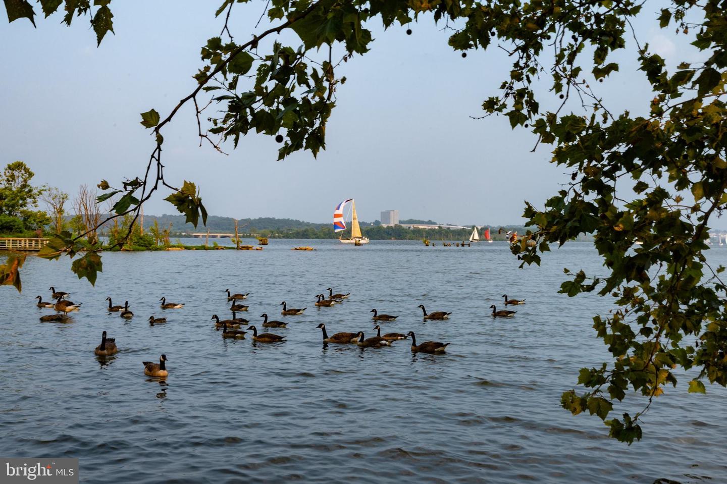 River framed by leafy branches, with geese in the foreground and sailboats in the distance.