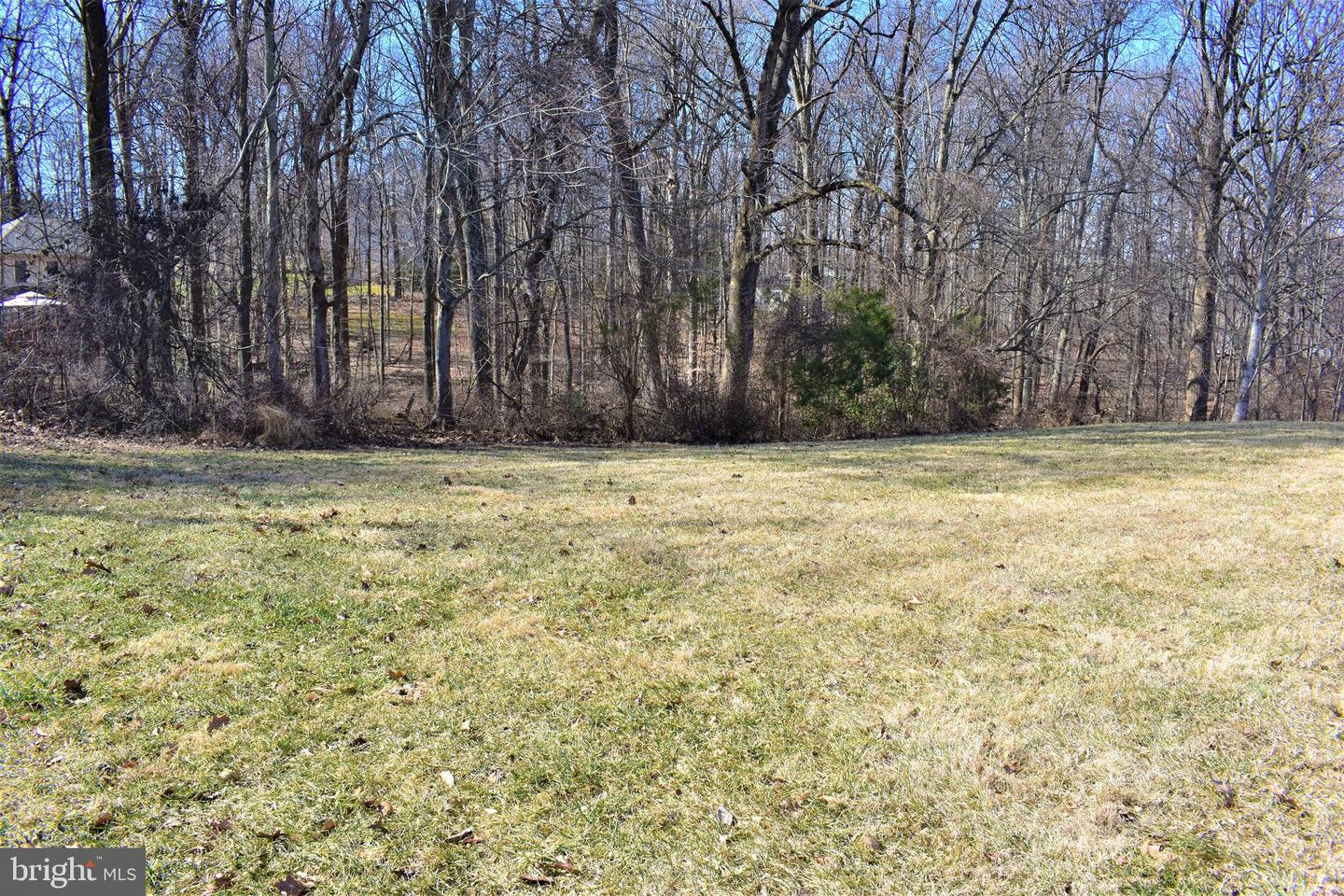 Grassy yard bordered by leafless trees and shrubs.