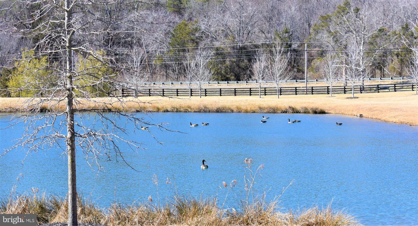 Pond with geese, a black fence along the far bank, and leafless trees.