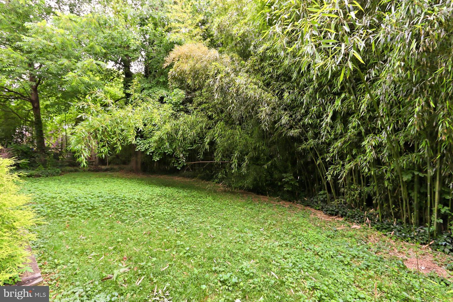 Backyard lawn bordered by dense bamboo and mature trees.