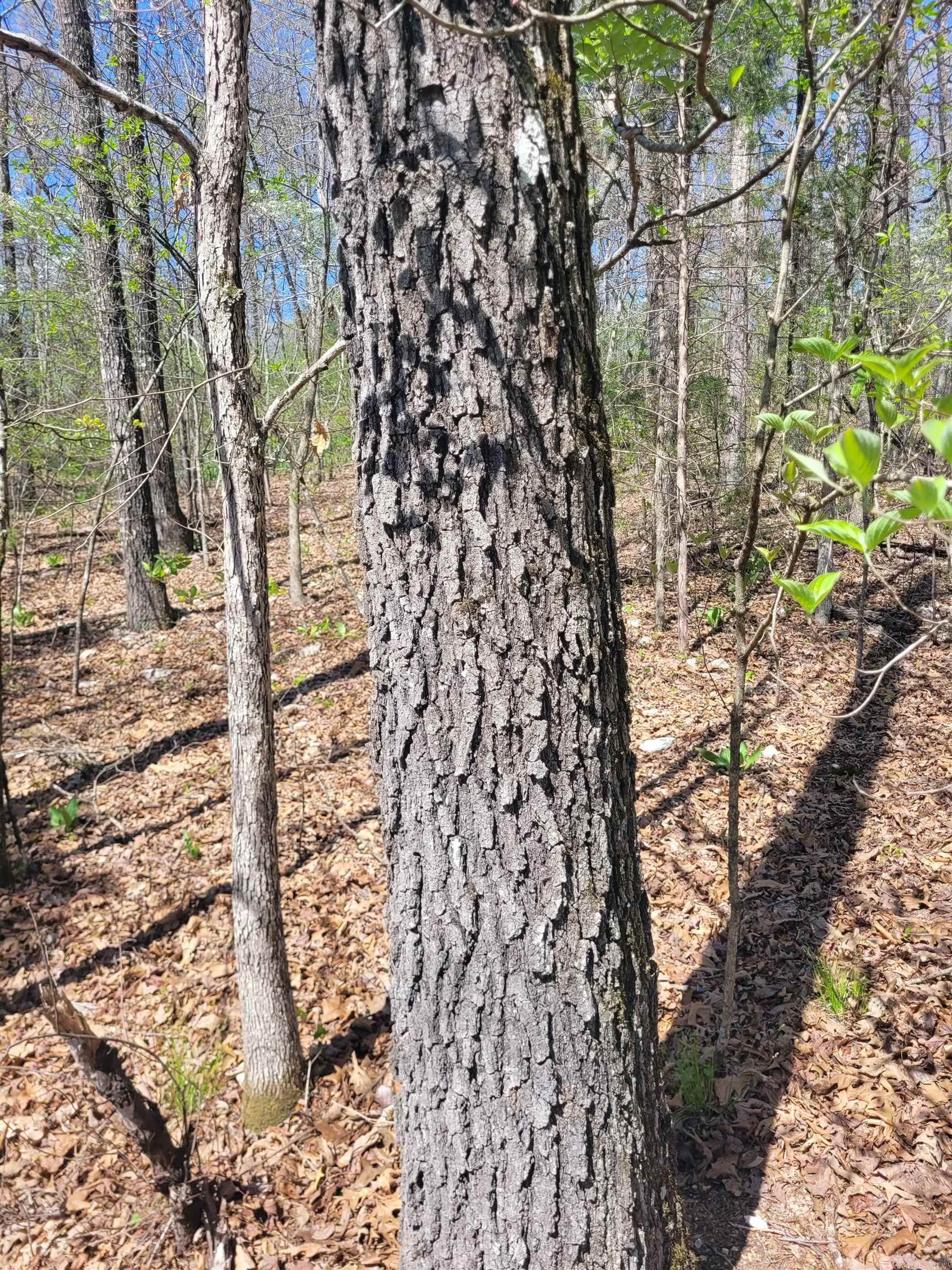 40 acres Hill Creek Trail