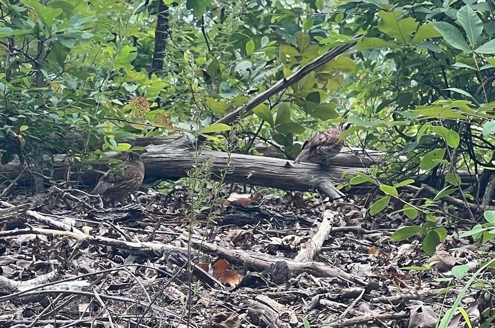 350 Old Cabin Road