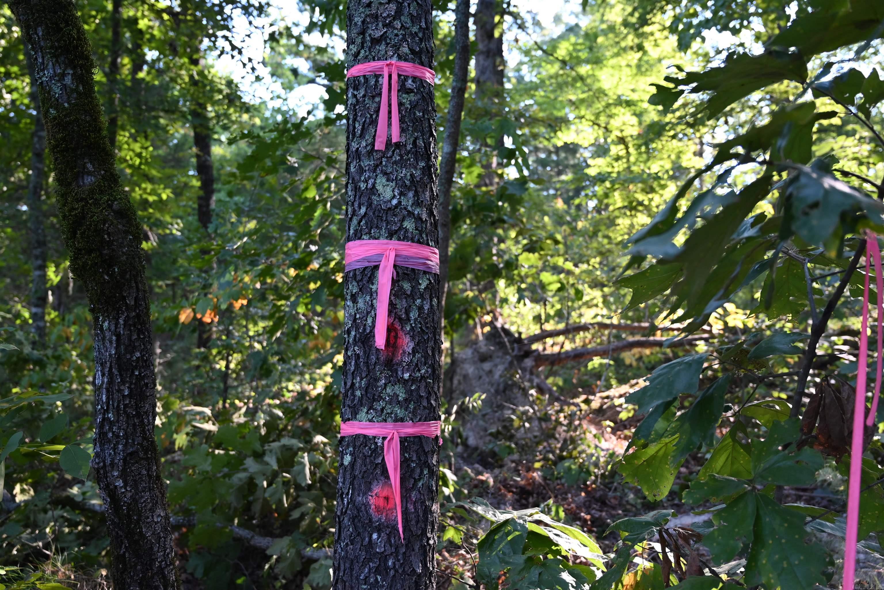 3875 Tomahawk Slab Road