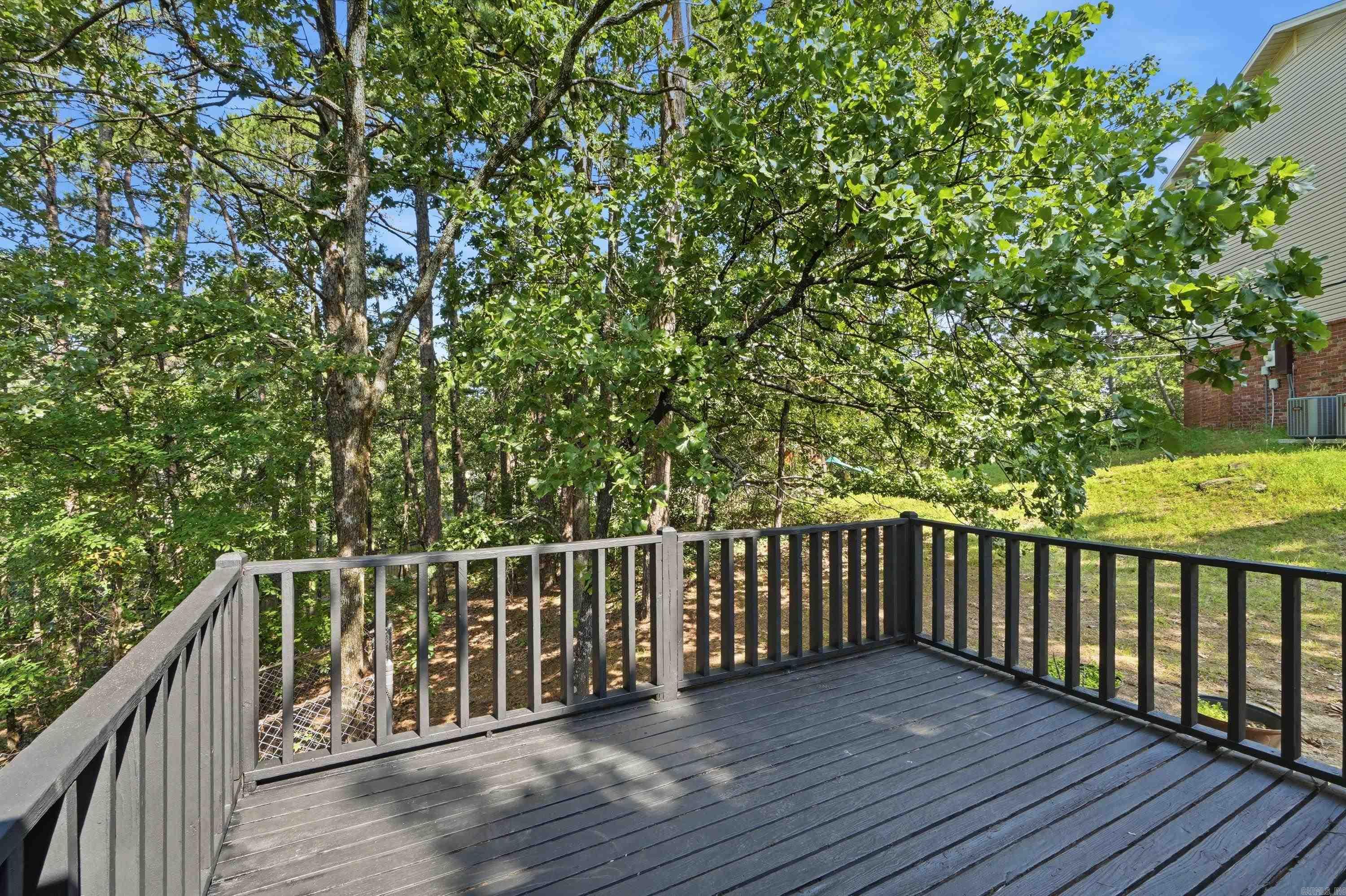 12 Red Birch Cv