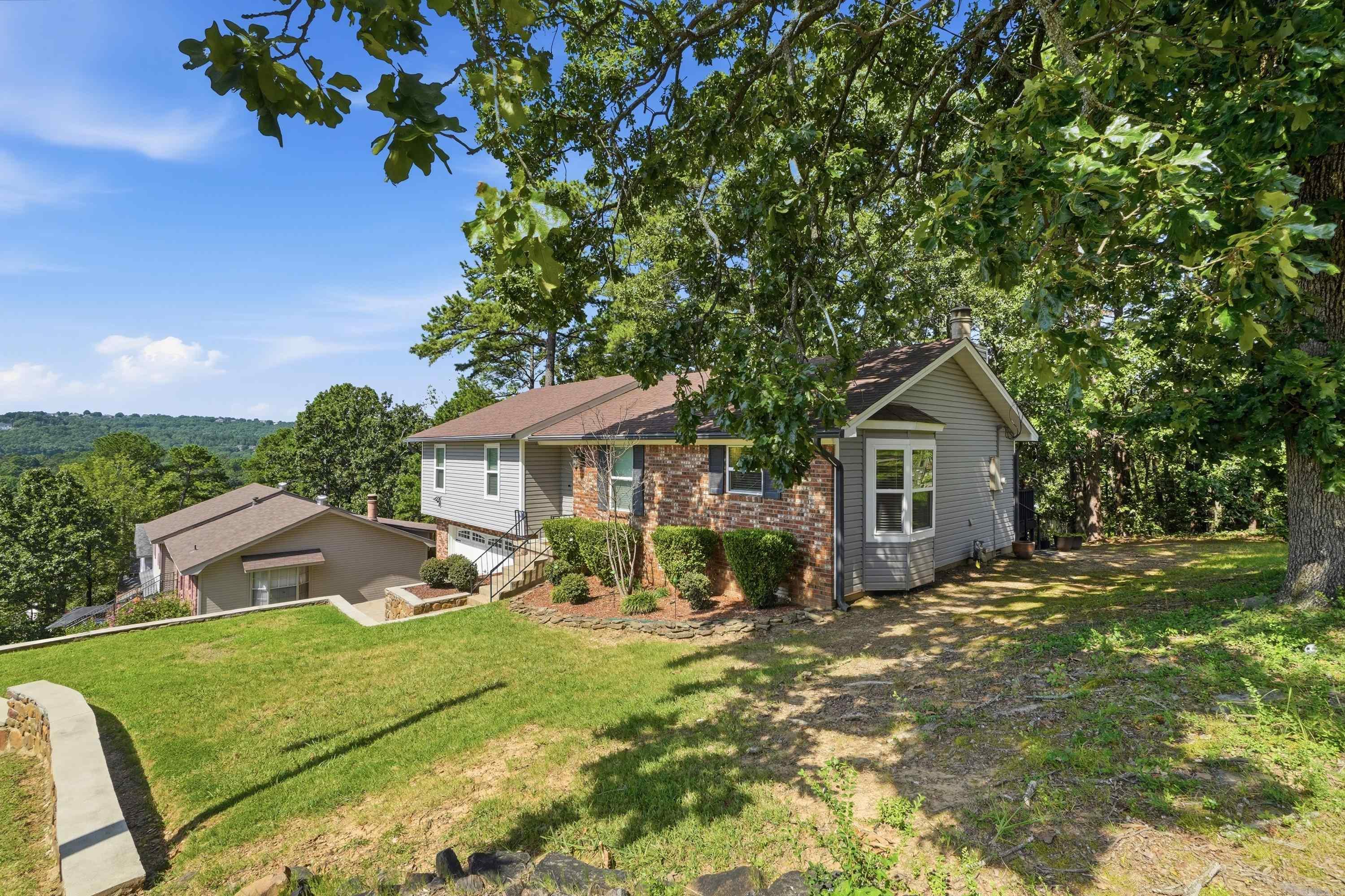 12 Red Birch Cv