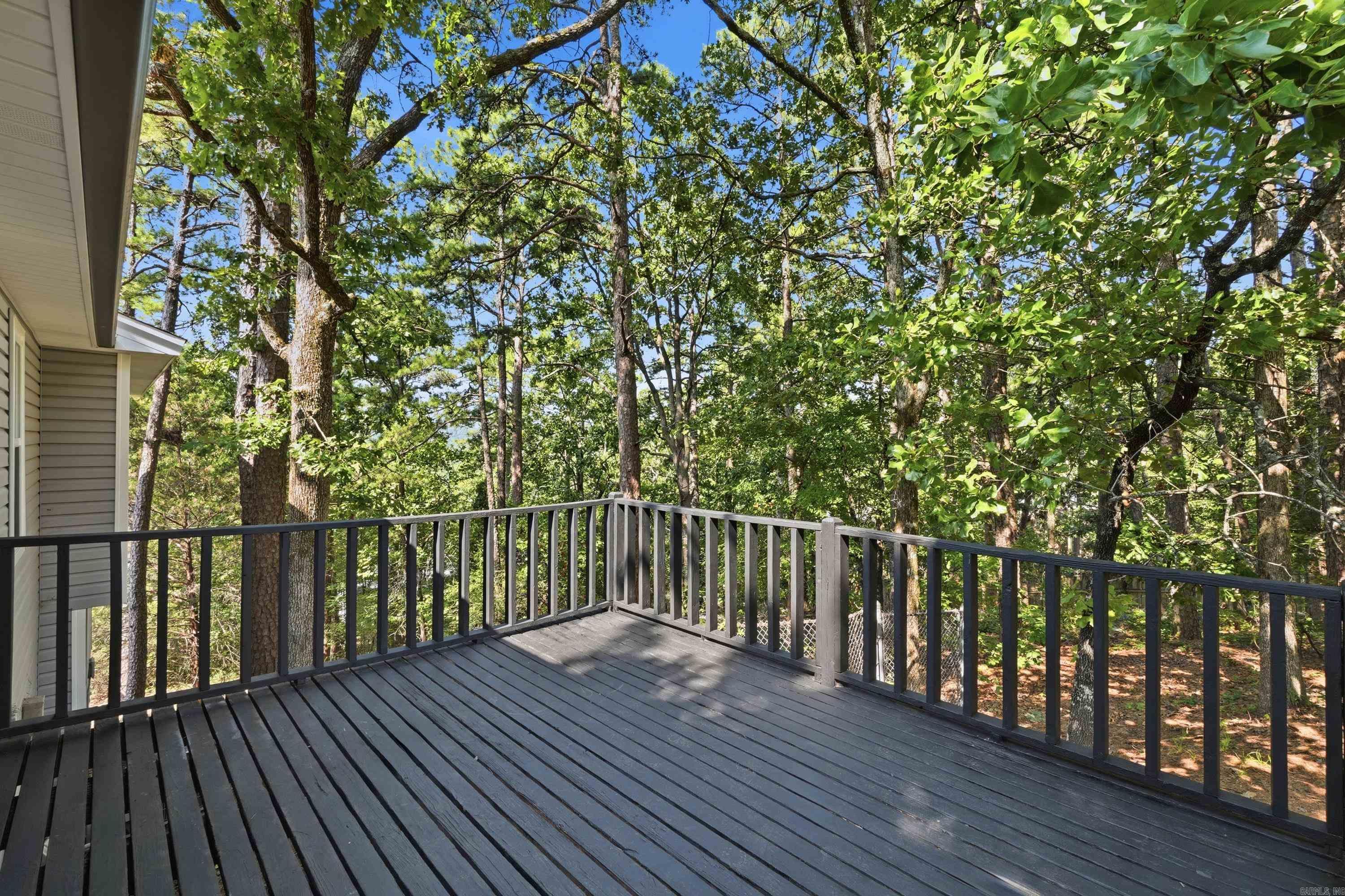 12 Red Birch Cv