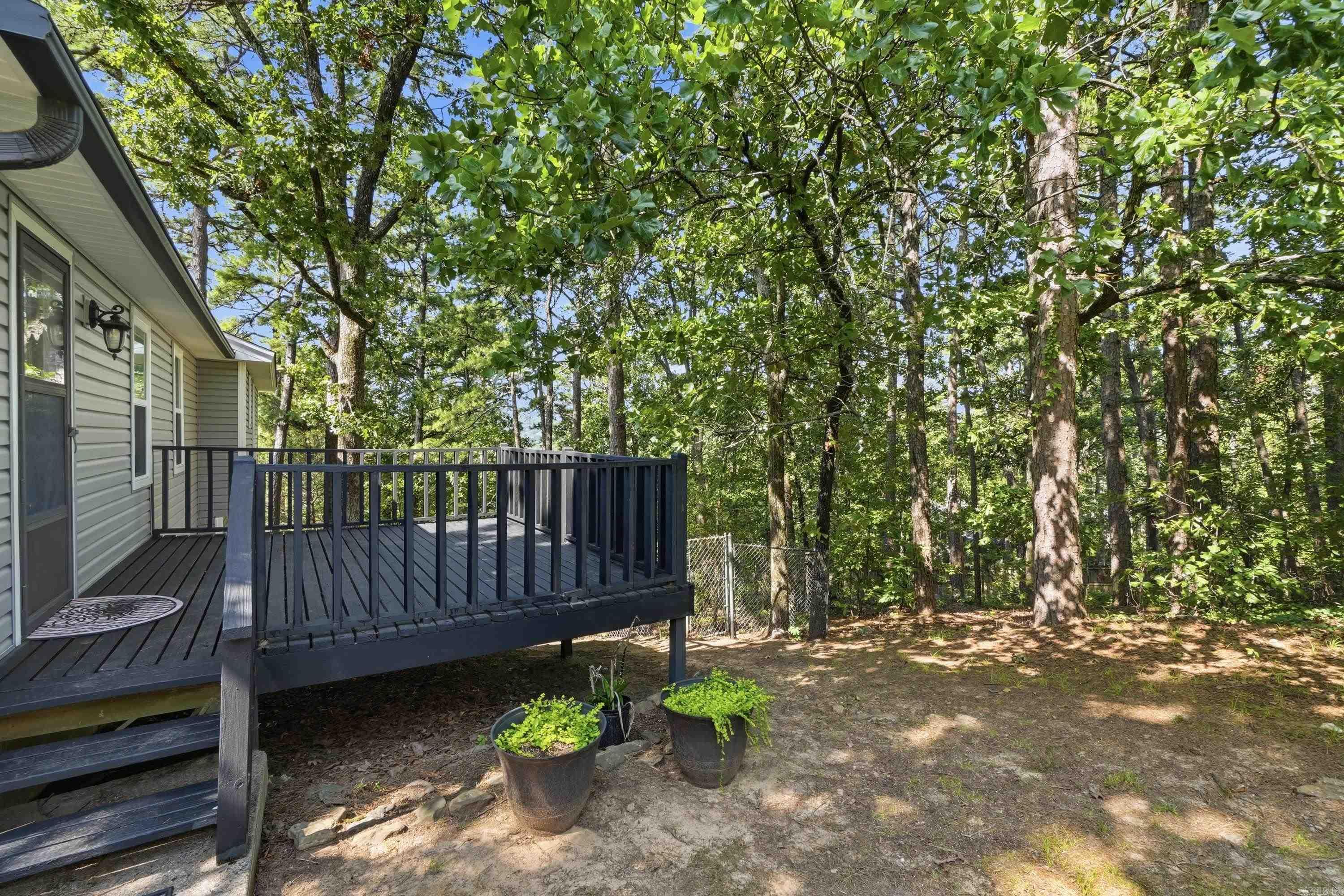 12 Red Birch Cv