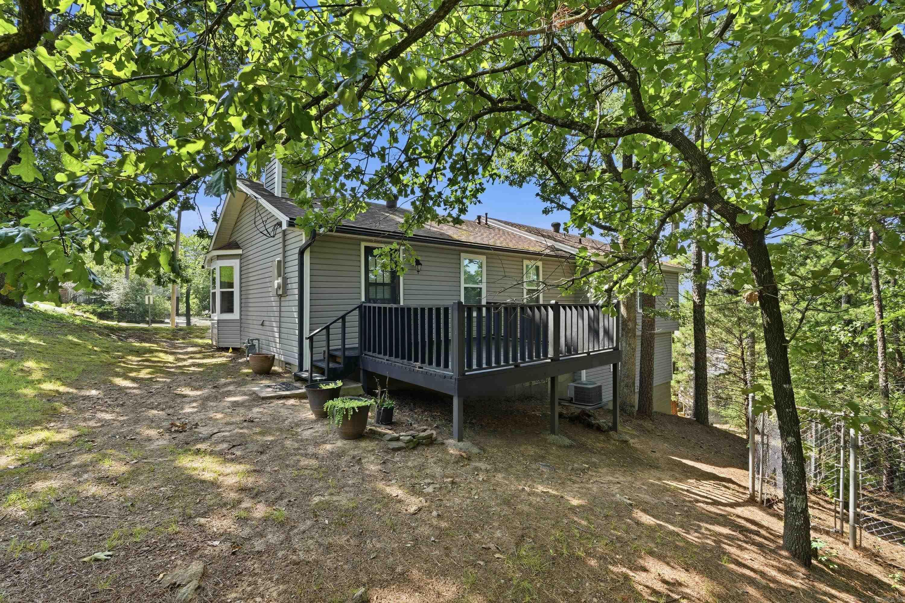 12 Red Birch Cv