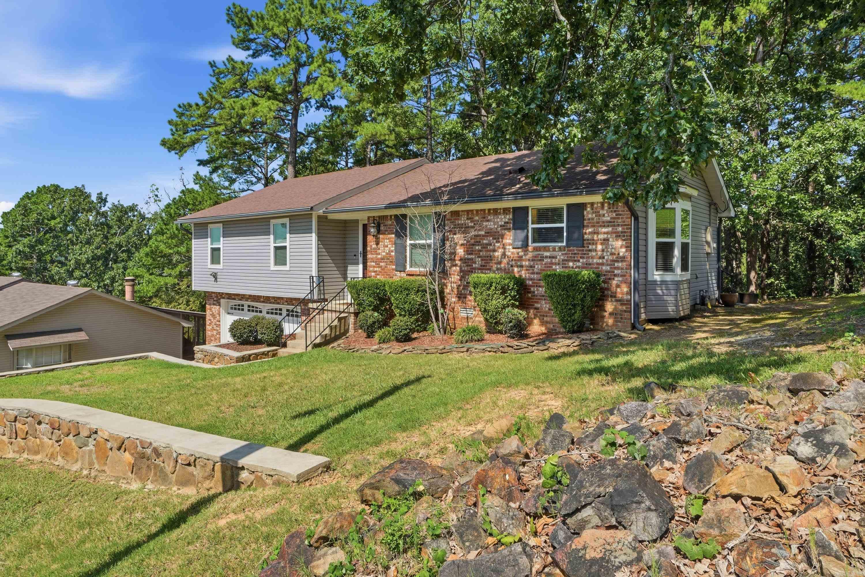 12 Red Birch Cv