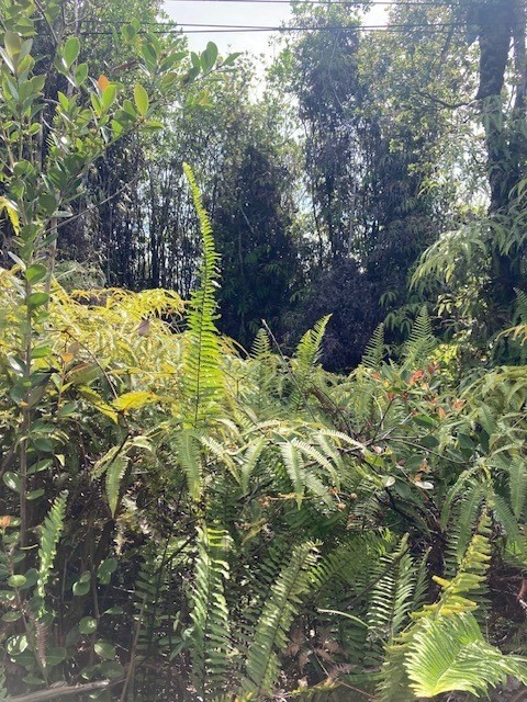 ROAD 7 (OPEAPEA)