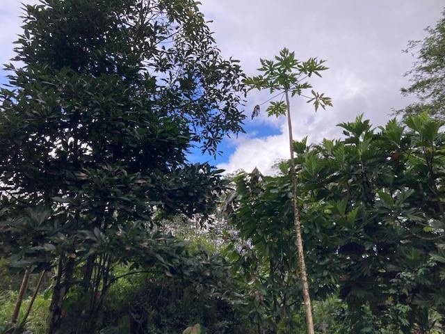 LEHUA RD