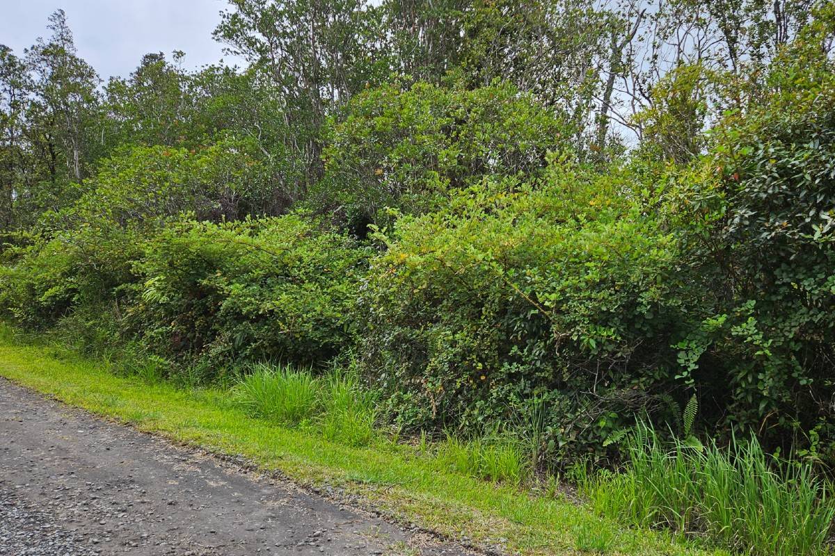 OHIALANI RD