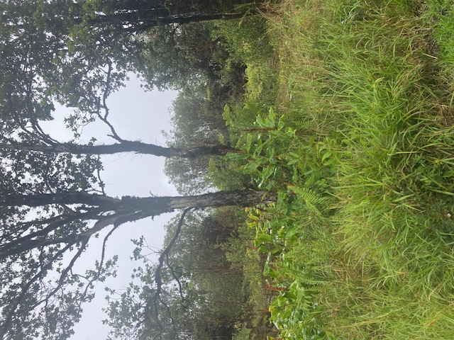 ROAD 6