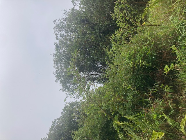 ROAD 6