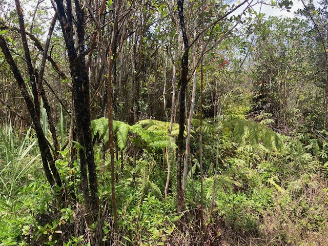 MOHO RD