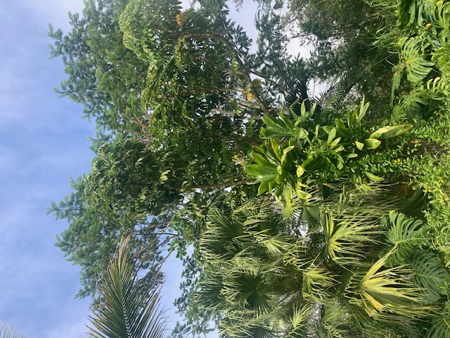 KING KAMEHAMEHA BLVD