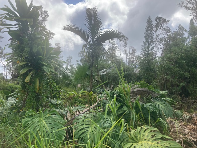 KING KAMEHAMEHA BLVD