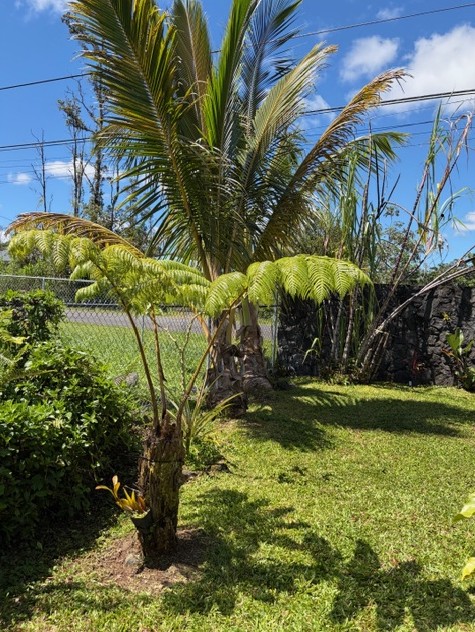 16-2099 SILVERSWORD DR
