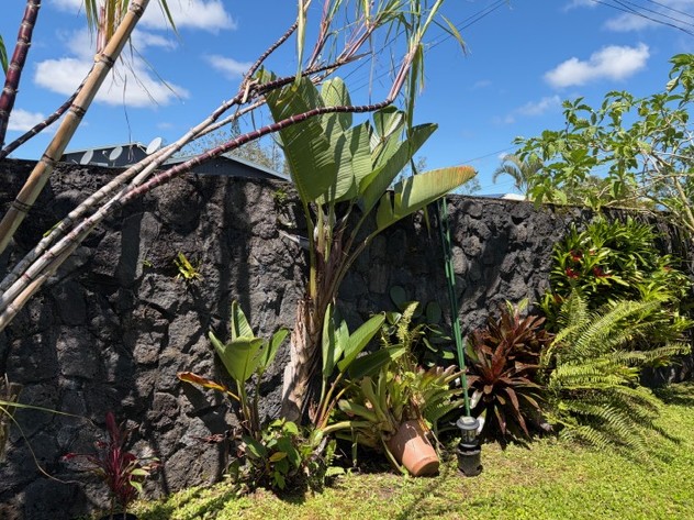 16-2099 SILVERSWORD DR