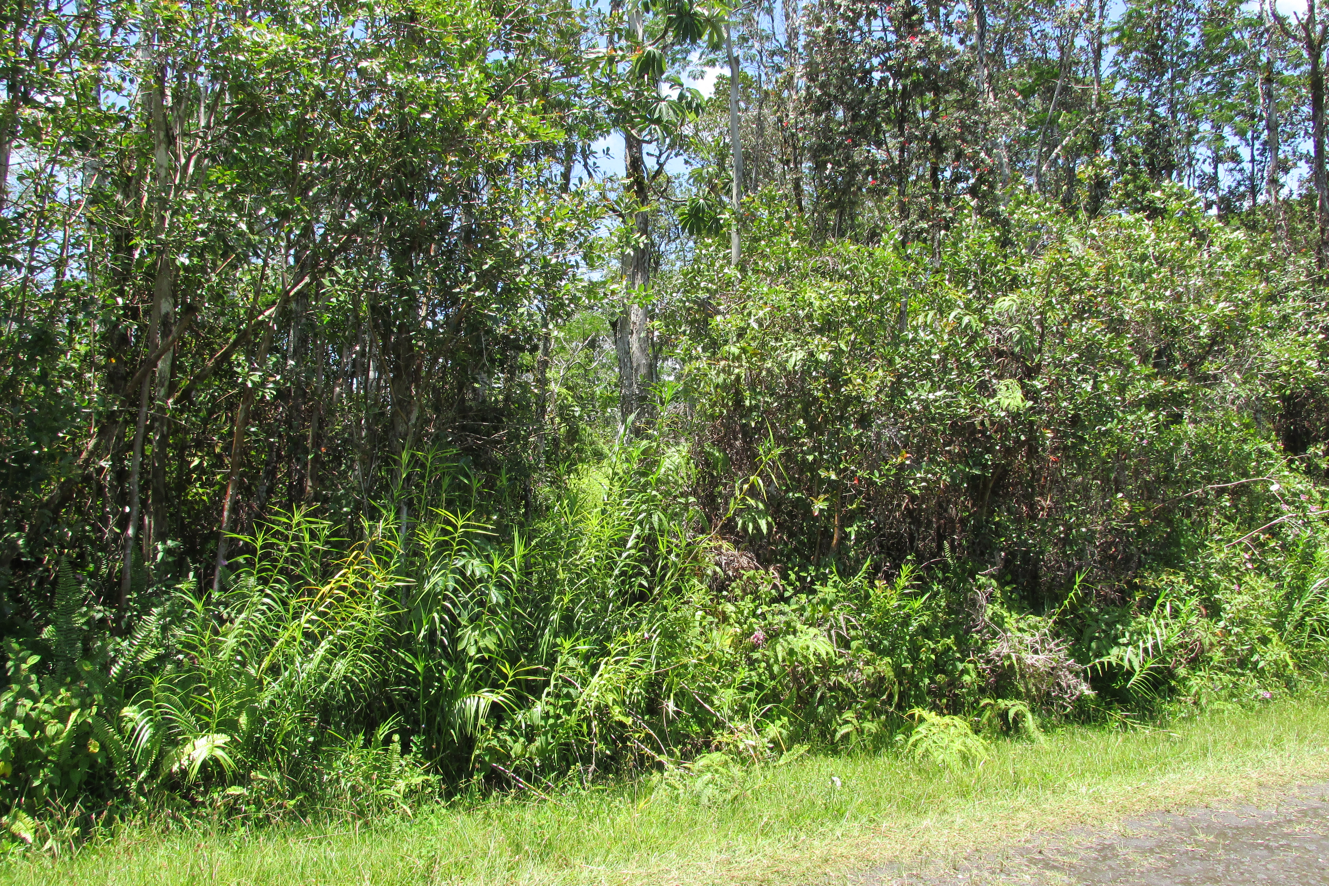 PLUMERIA RD