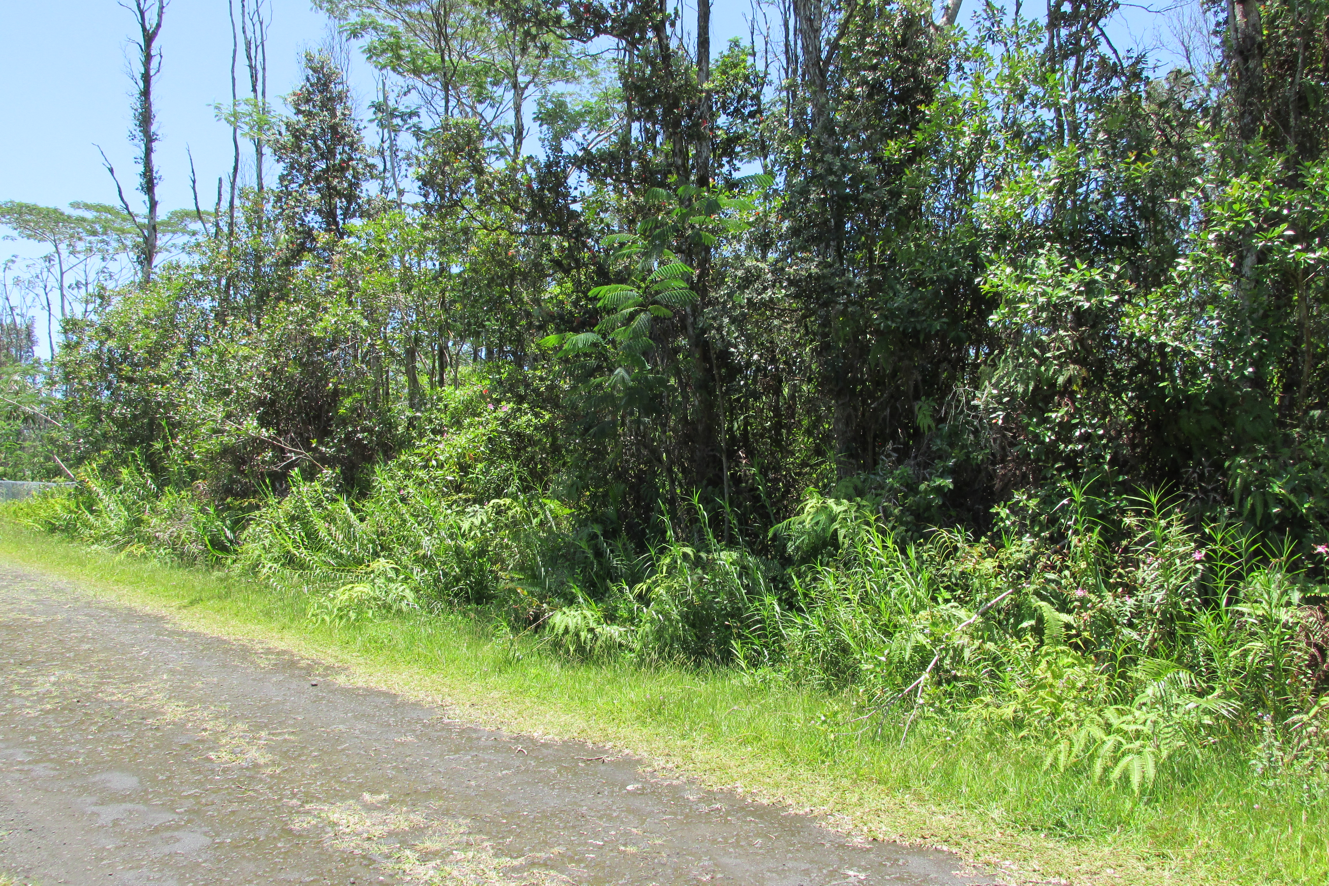 PLUMERIA RD