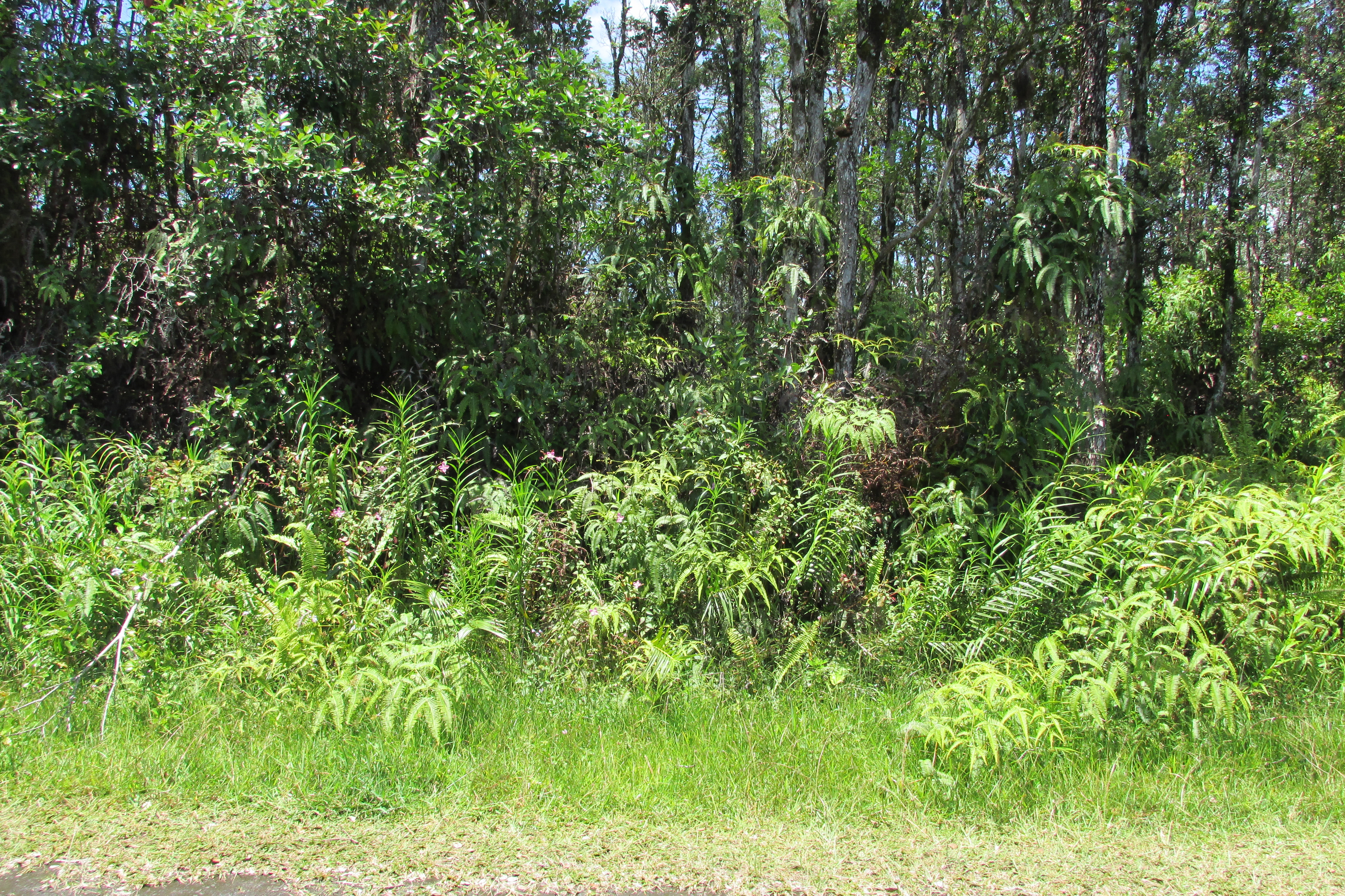 PLUMERIA RD