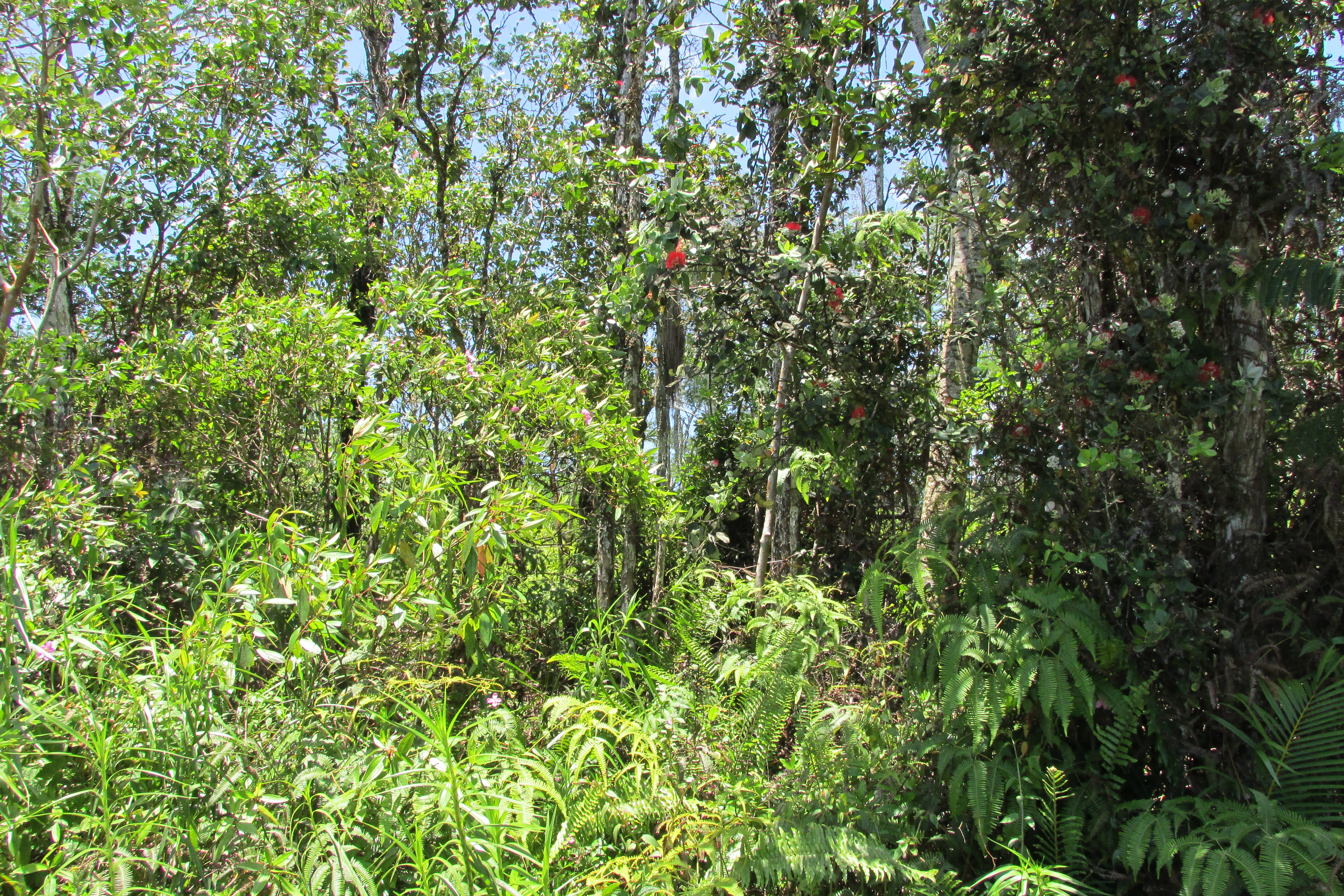 PLUMERIA RD