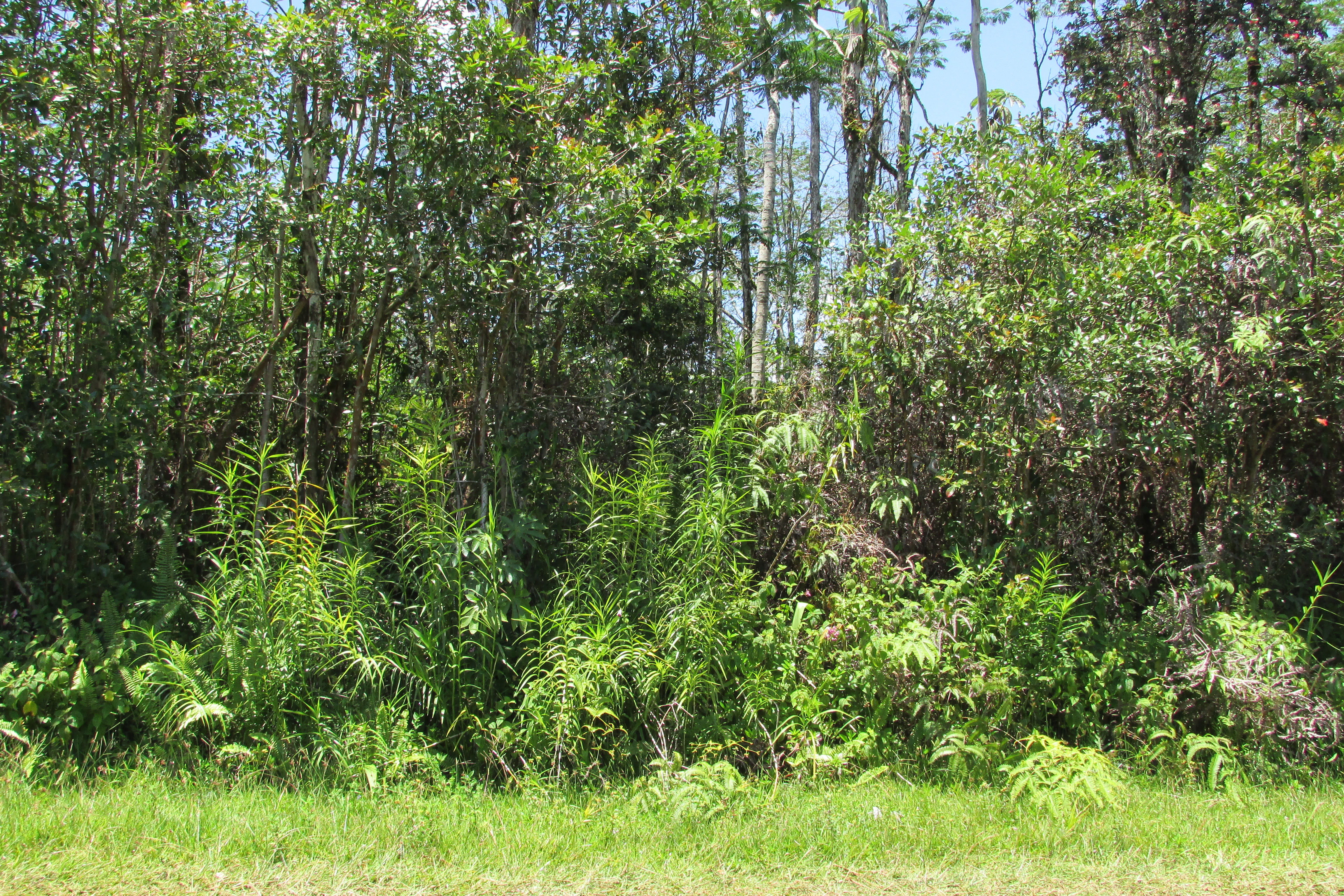 PLUMERIA RD