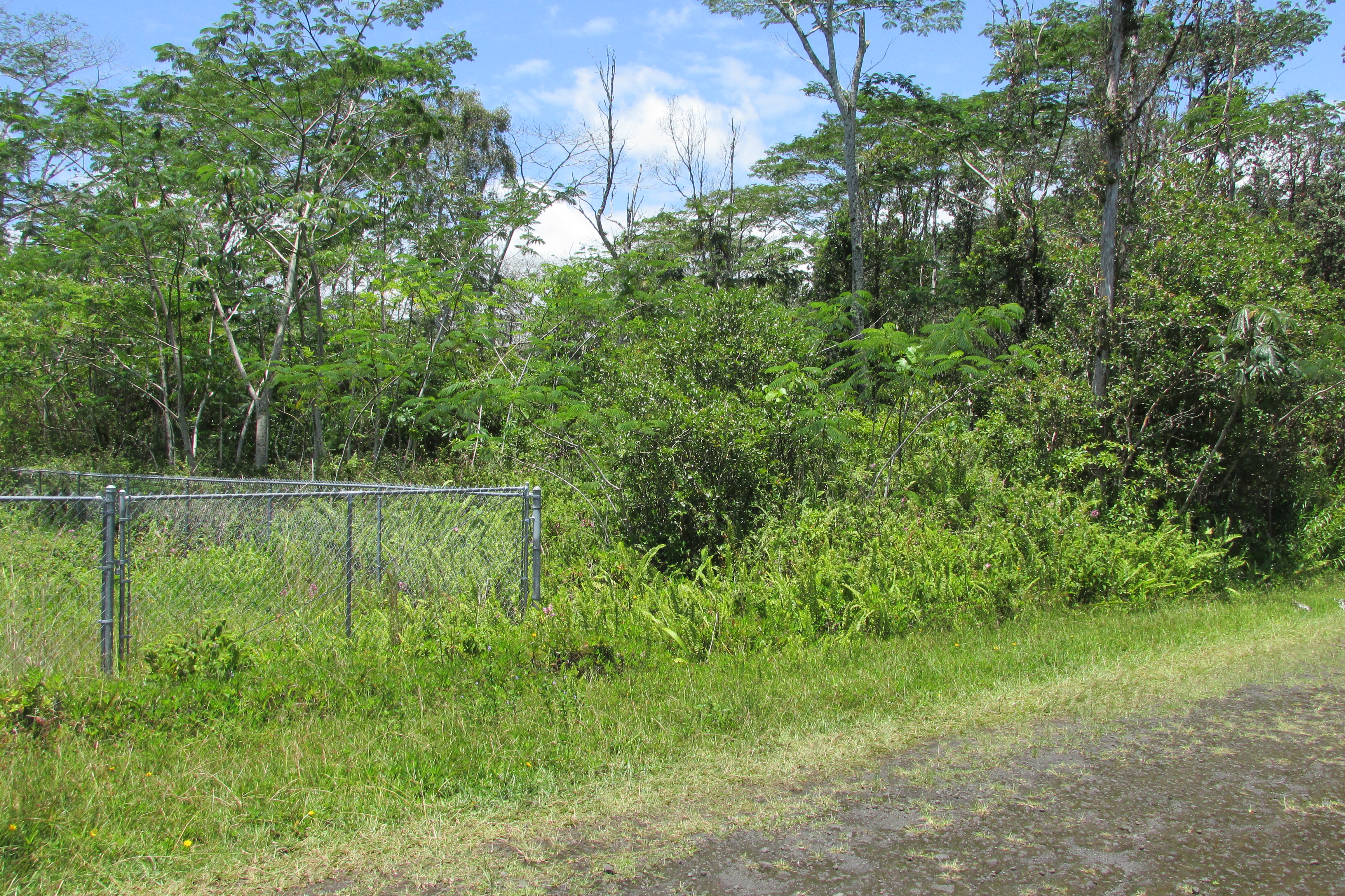 PLUMERIA RD
