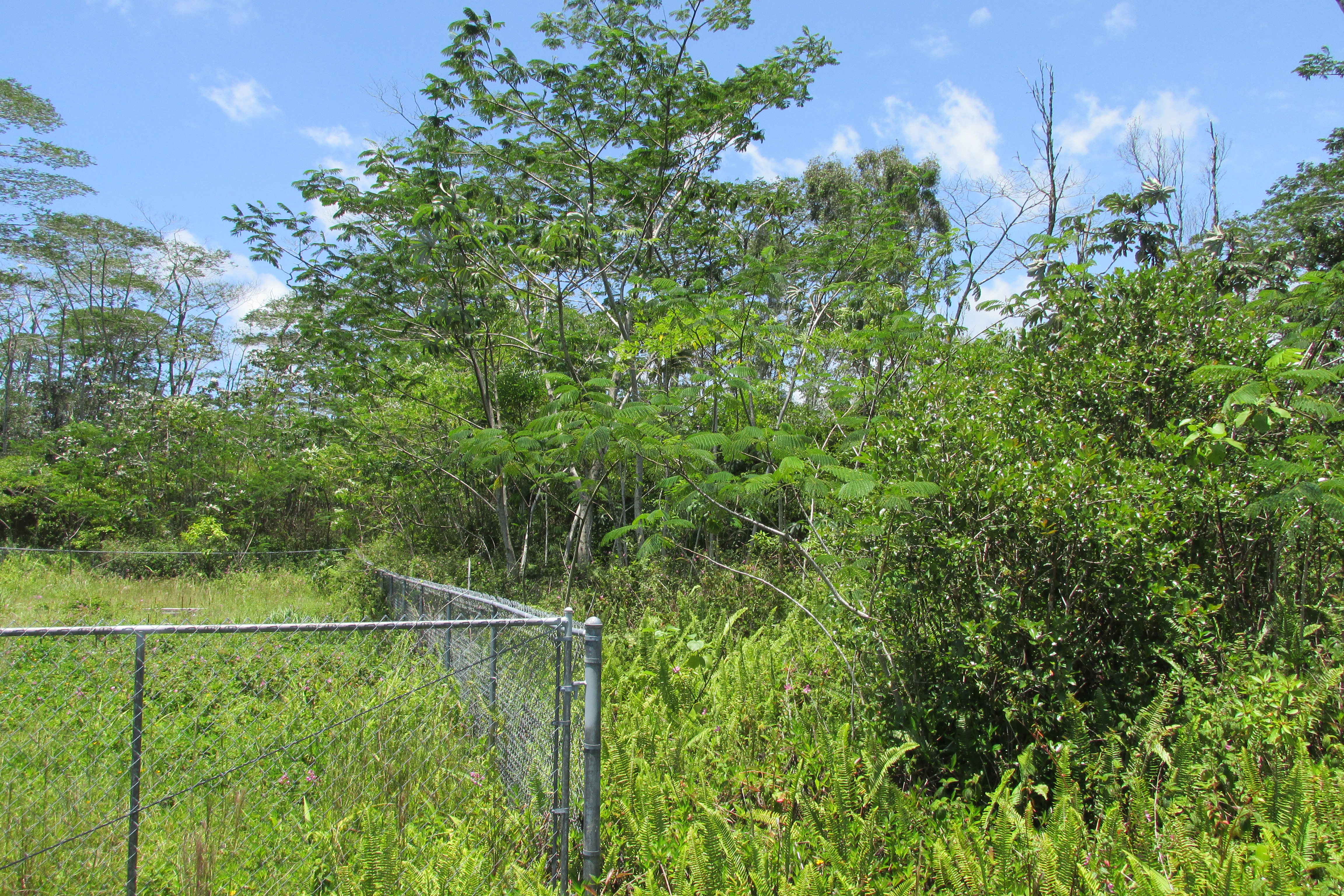 PLUMERIA RD