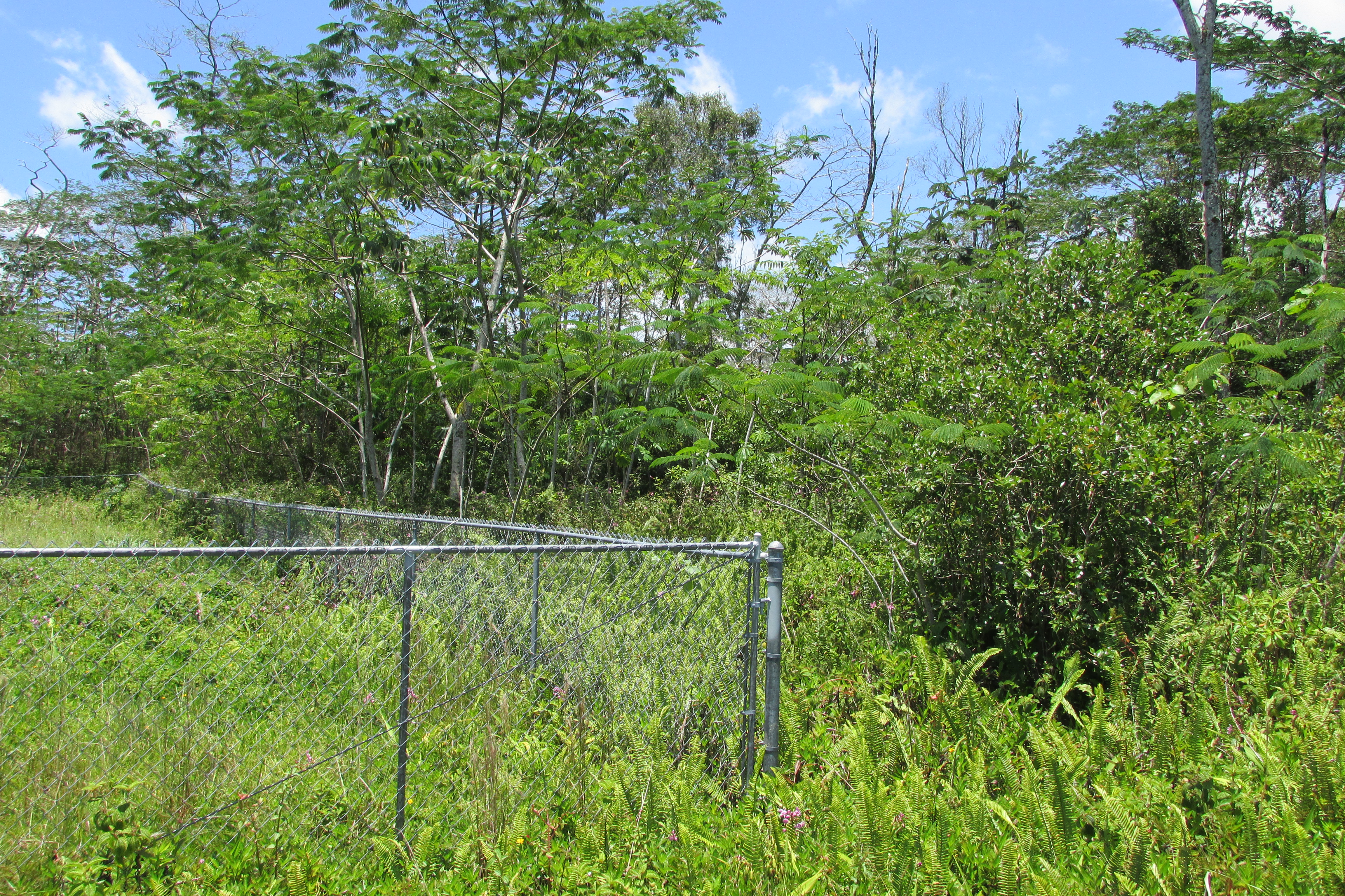 PLUMERIA RD