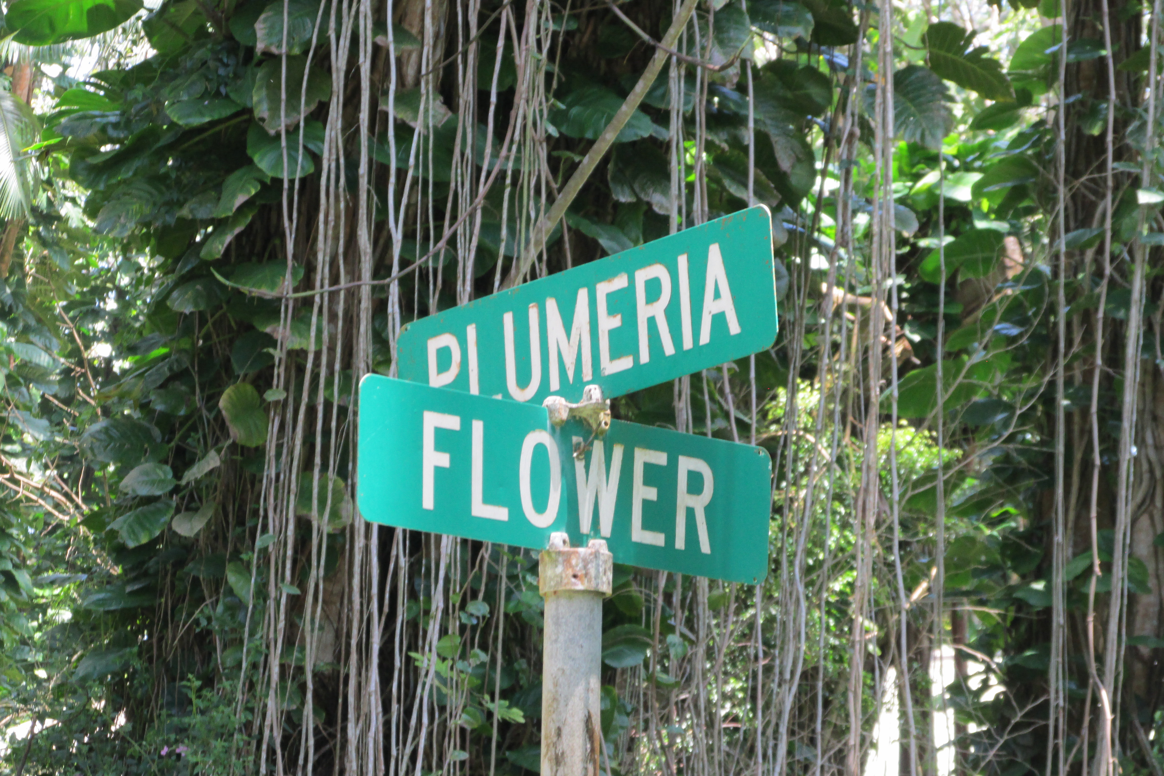 PLUMERIA RD