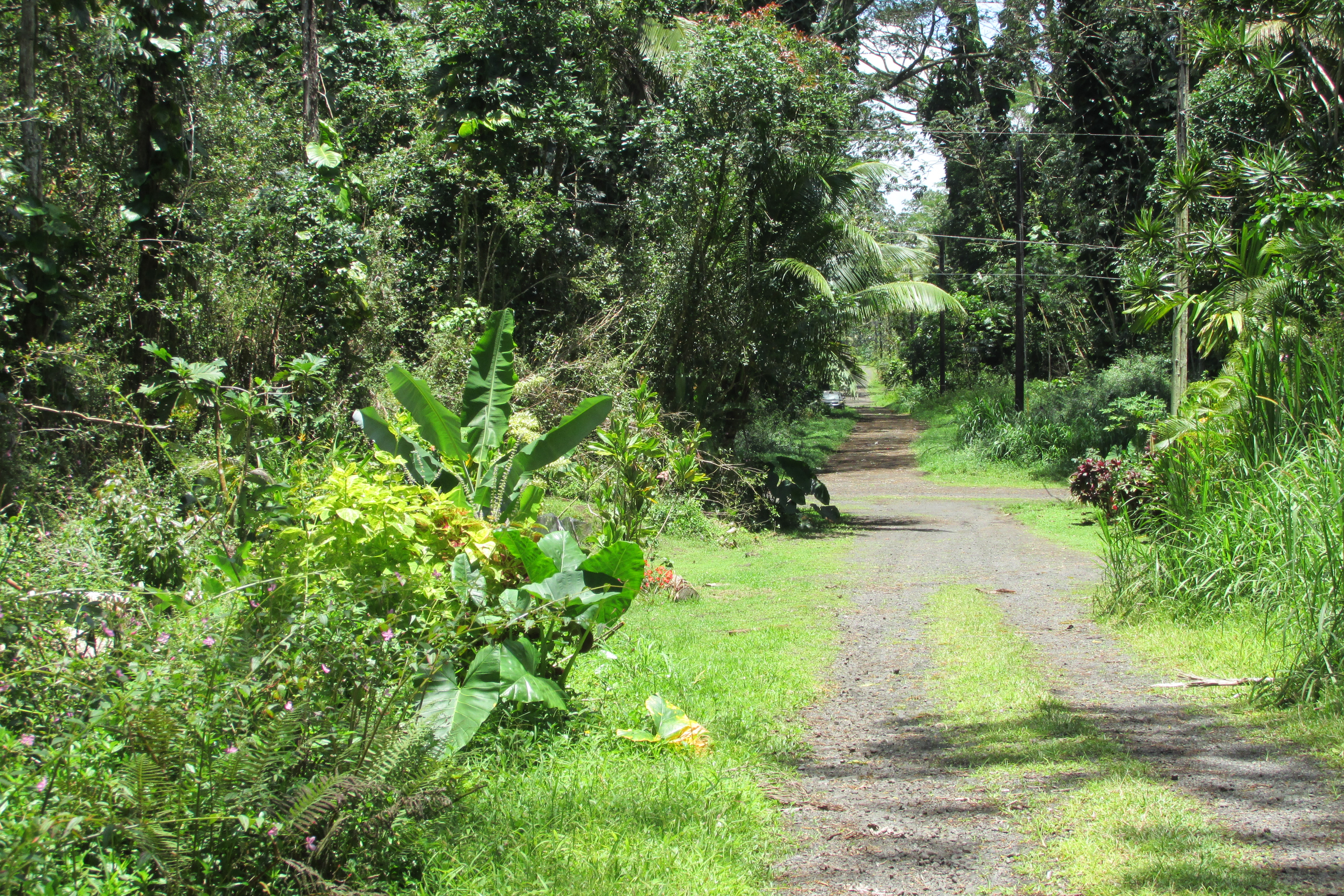 PLUMERIA RD