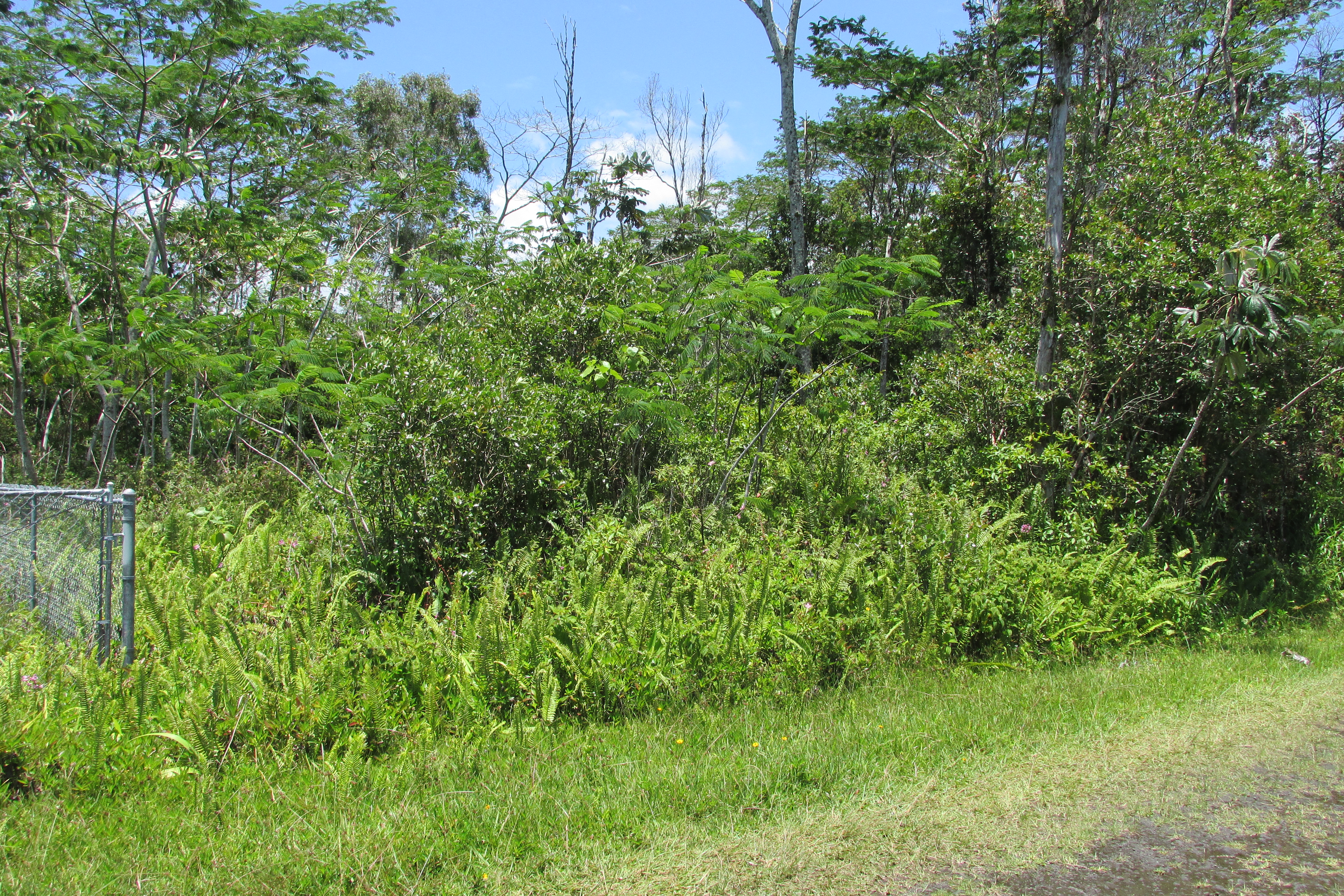 PLUMERIA RD