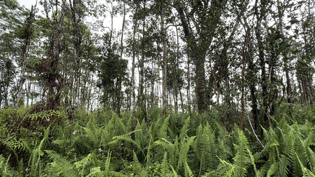 PUNA RD